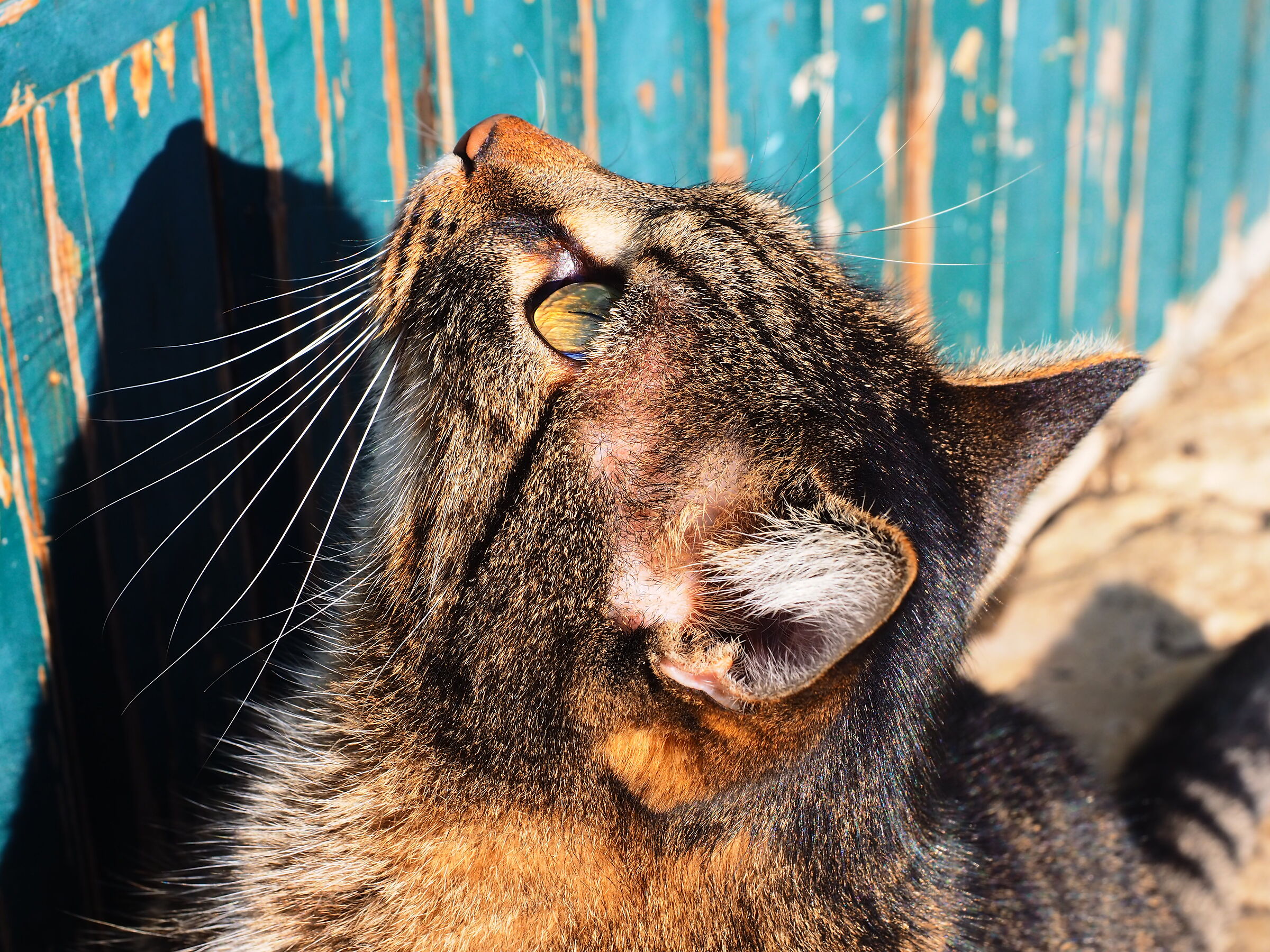 The Anxious Cat