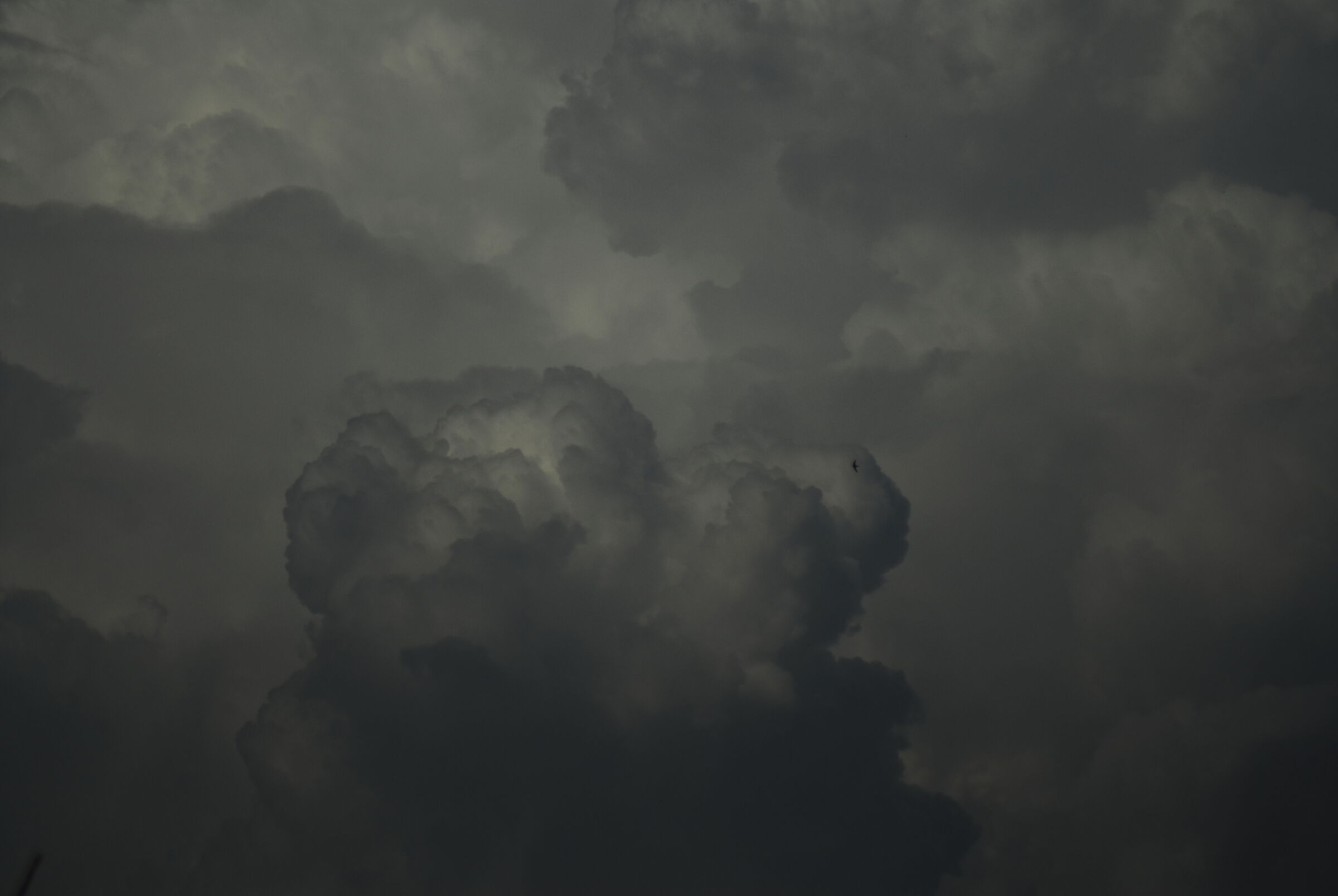 L'uccello dell'Isola tra le Nuvole