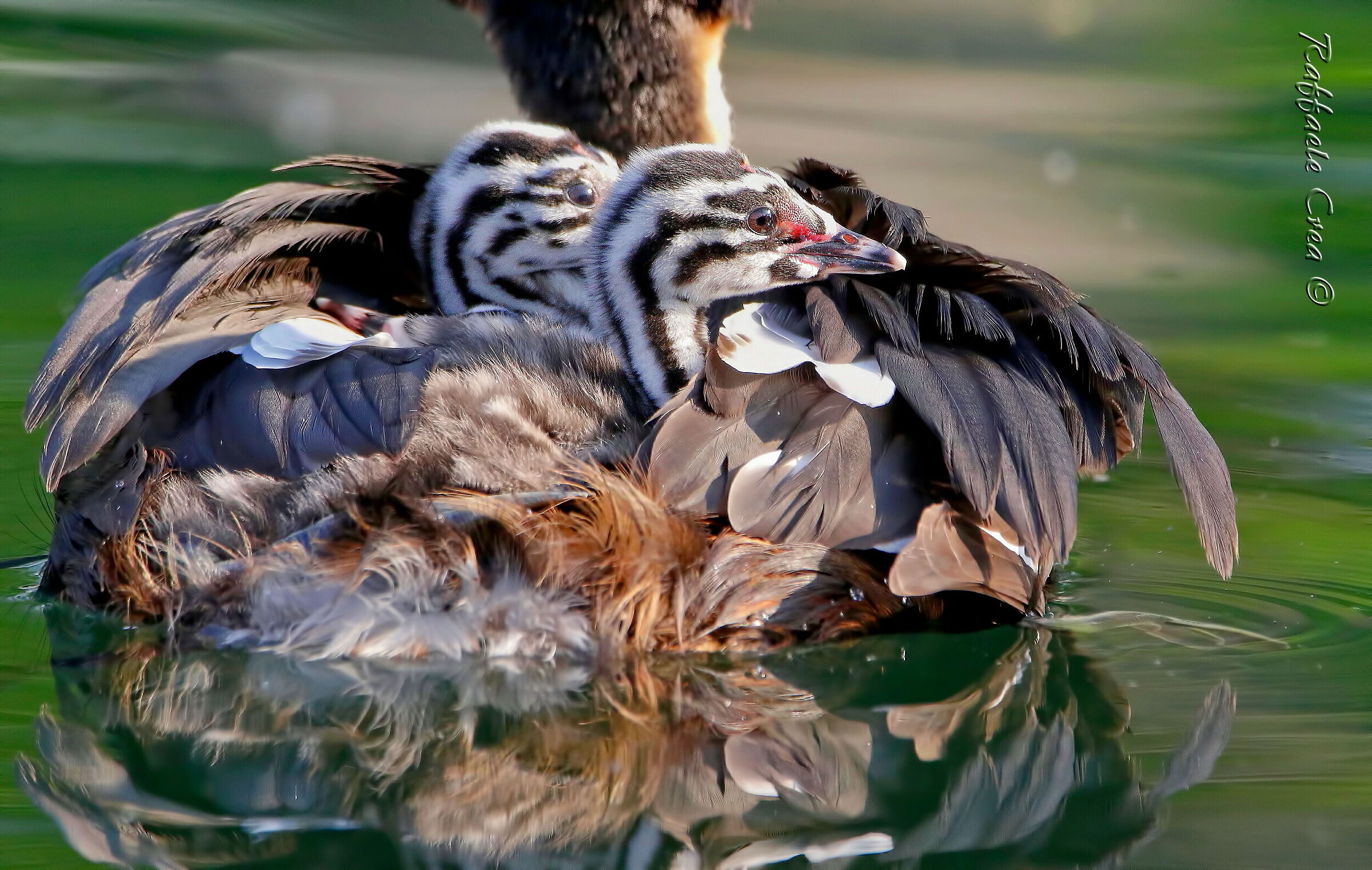 Svassi Maggiori. A spasso con mamma.