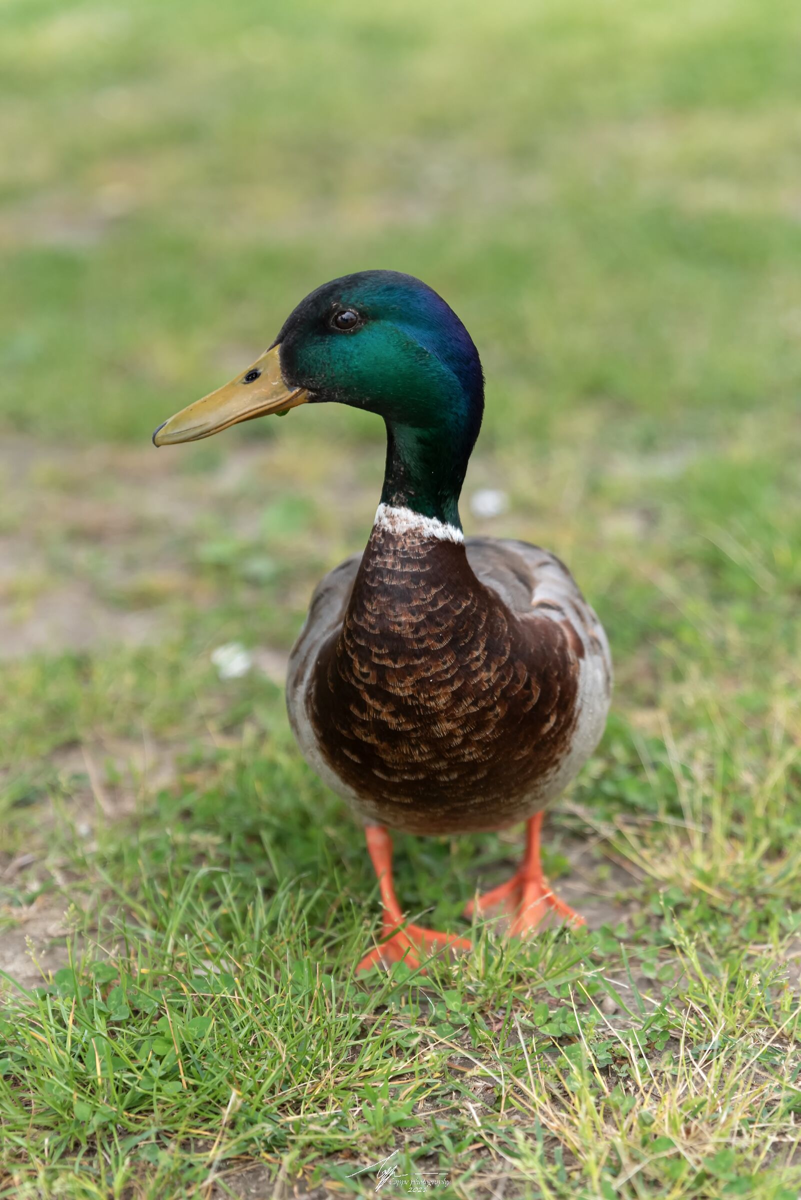 Germano Reale (Anas Platyrhynchos - L.)
