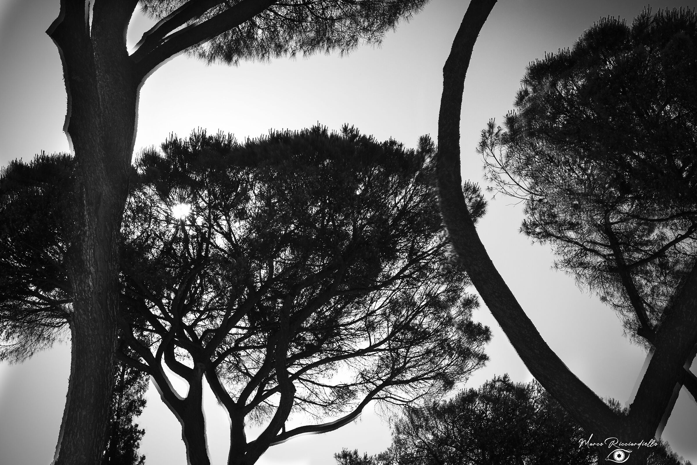 Untitled Photo