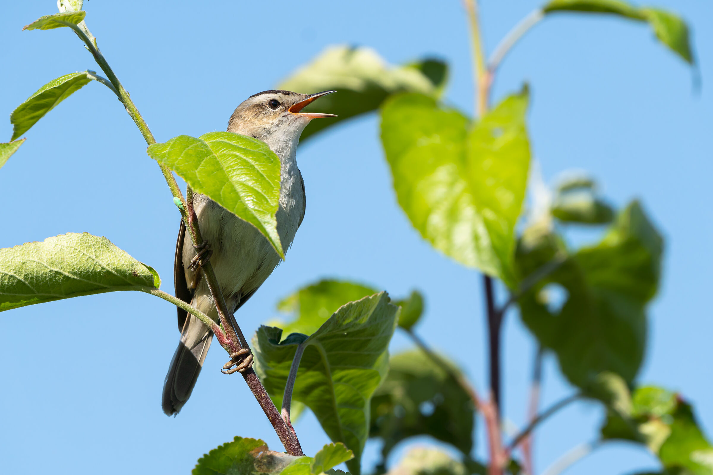 Sedge warbler (Acrocephalus schoenobaenus)