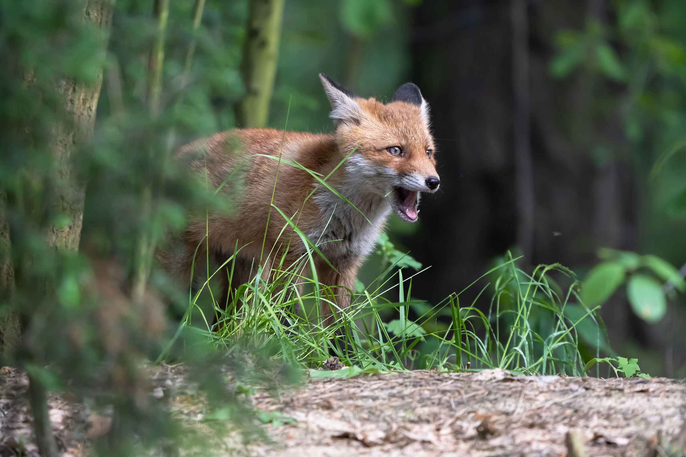 Volpe rossa (Vulpes vulpes)