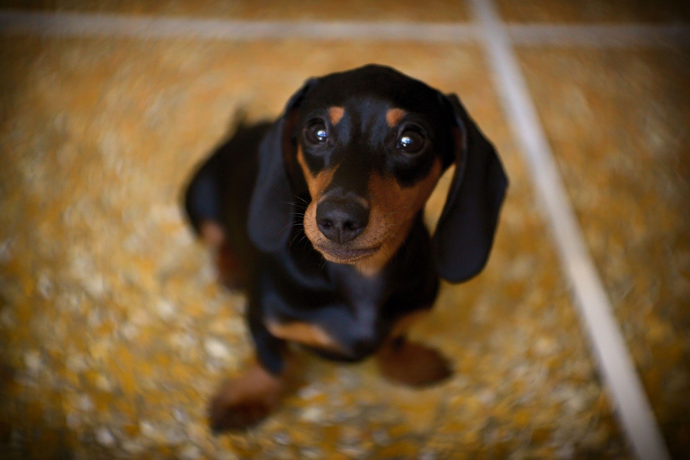 Waiting for a cookie