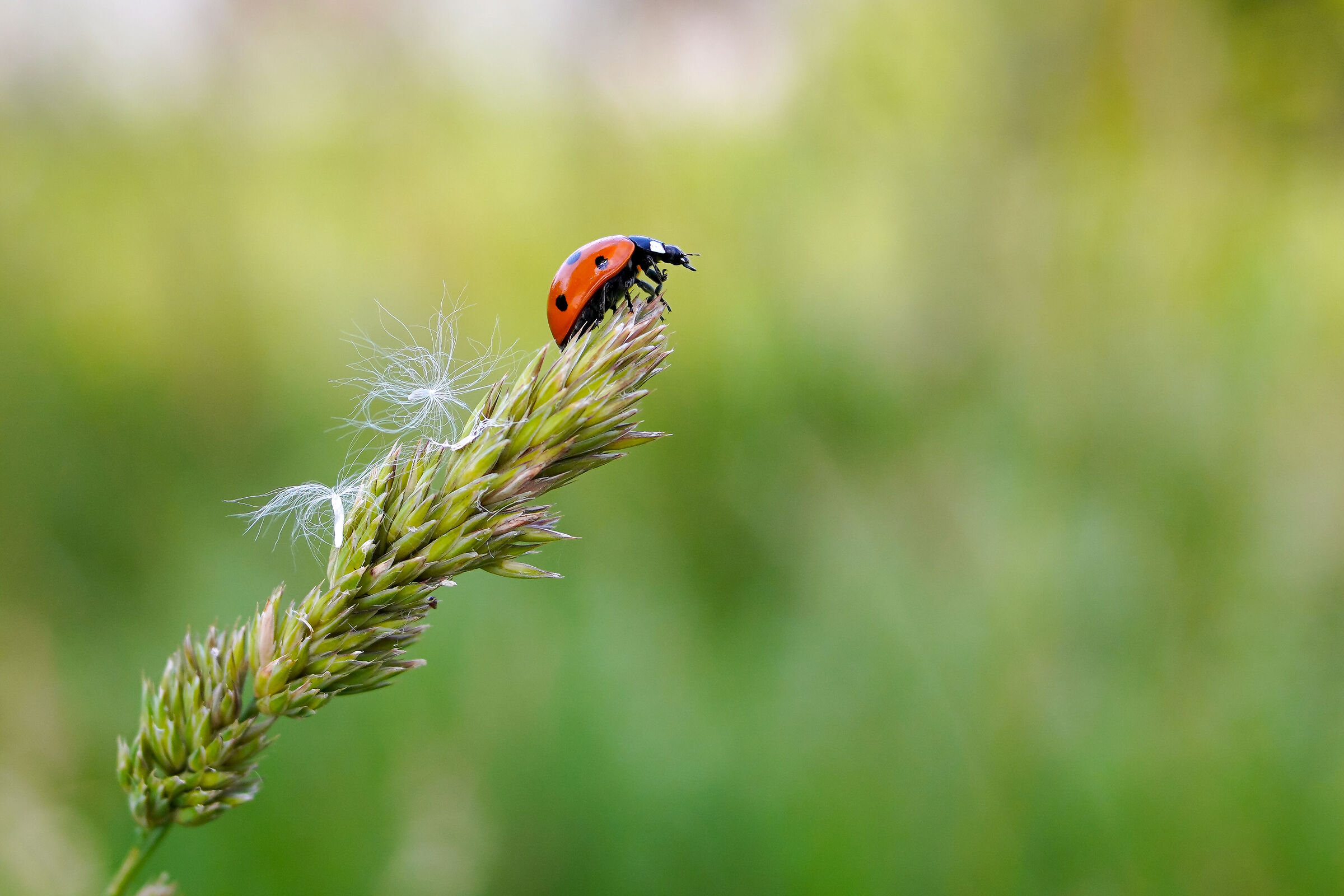 test sunactinon mc auto 20mm 2.8