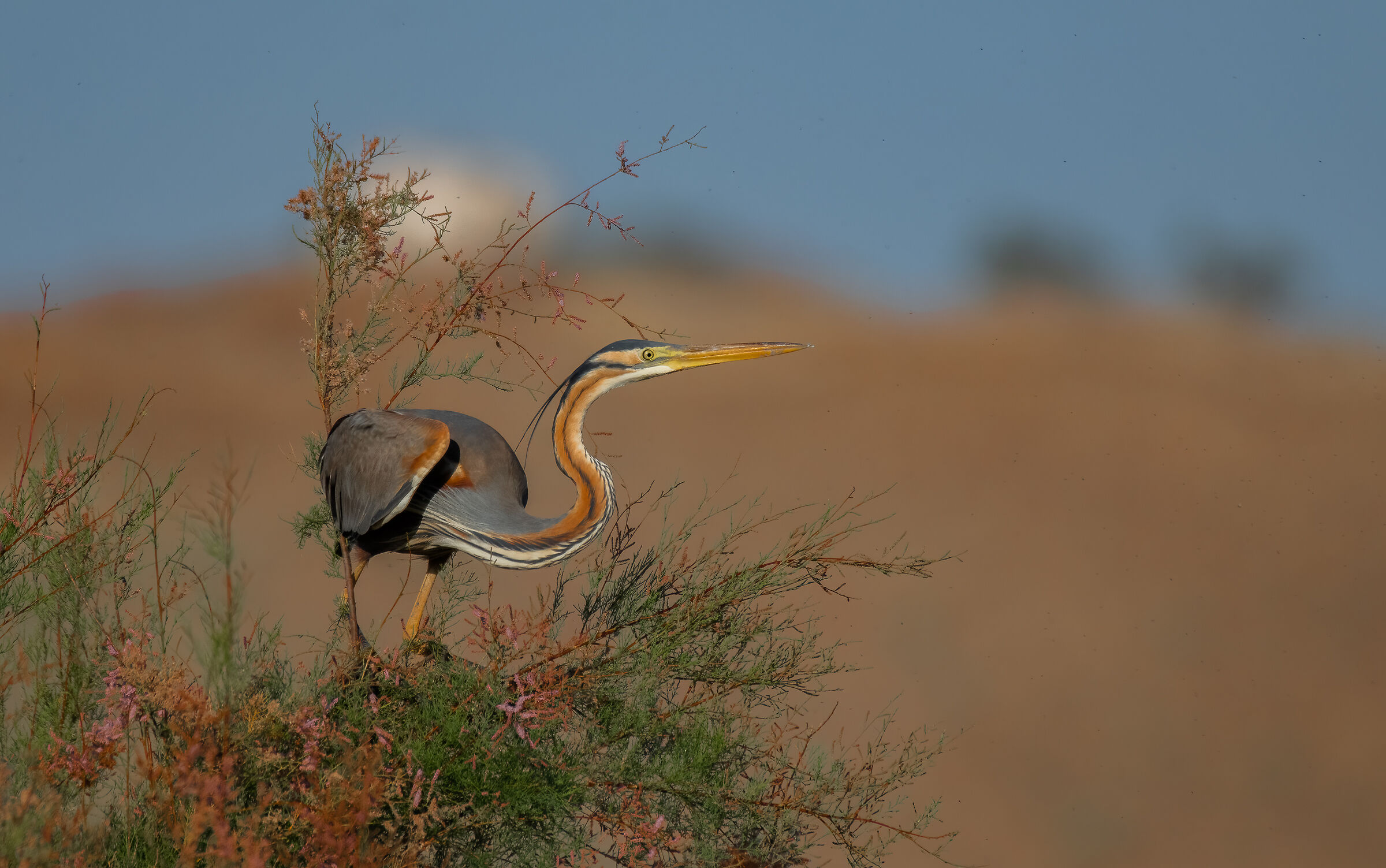 purple heron