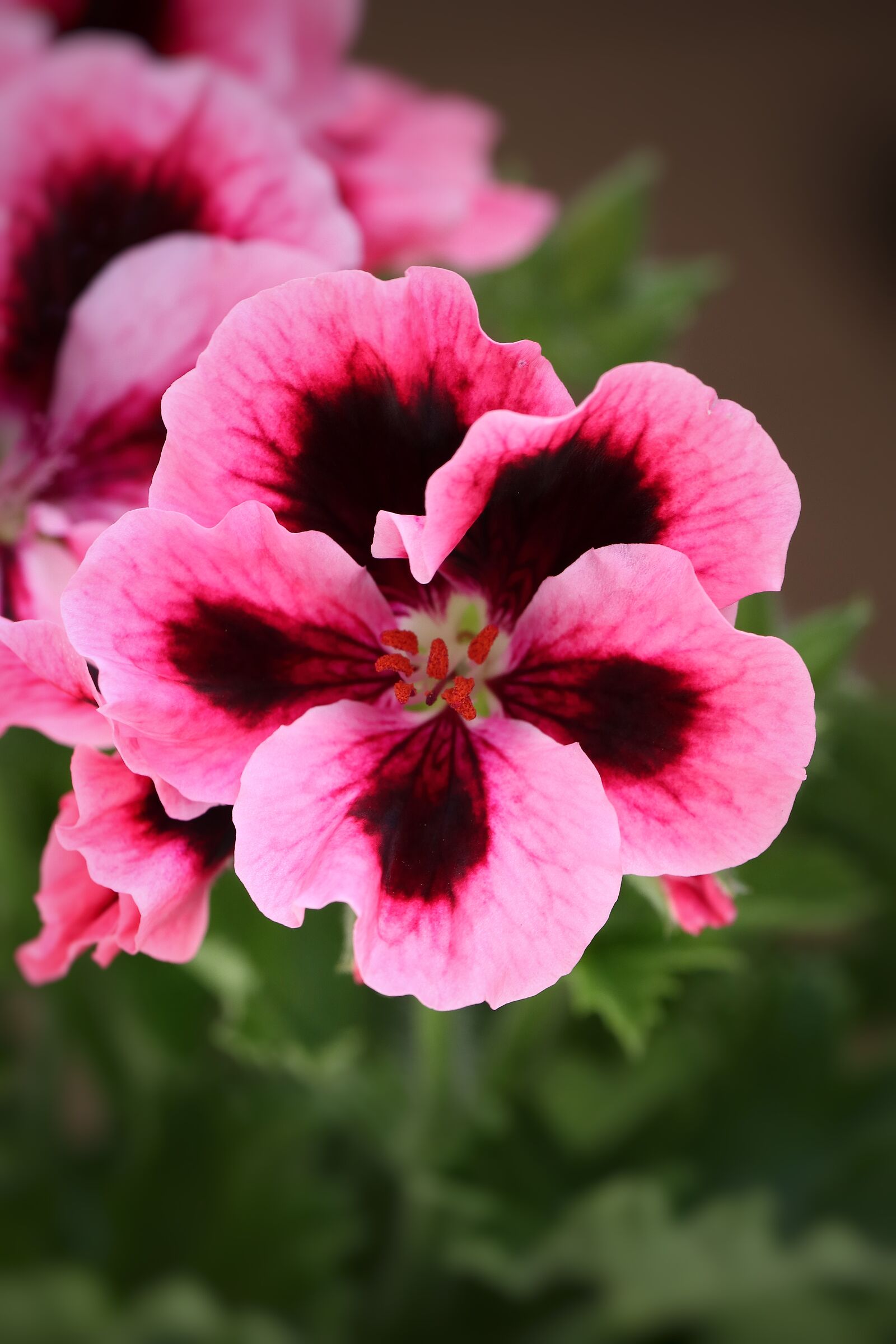 geranium