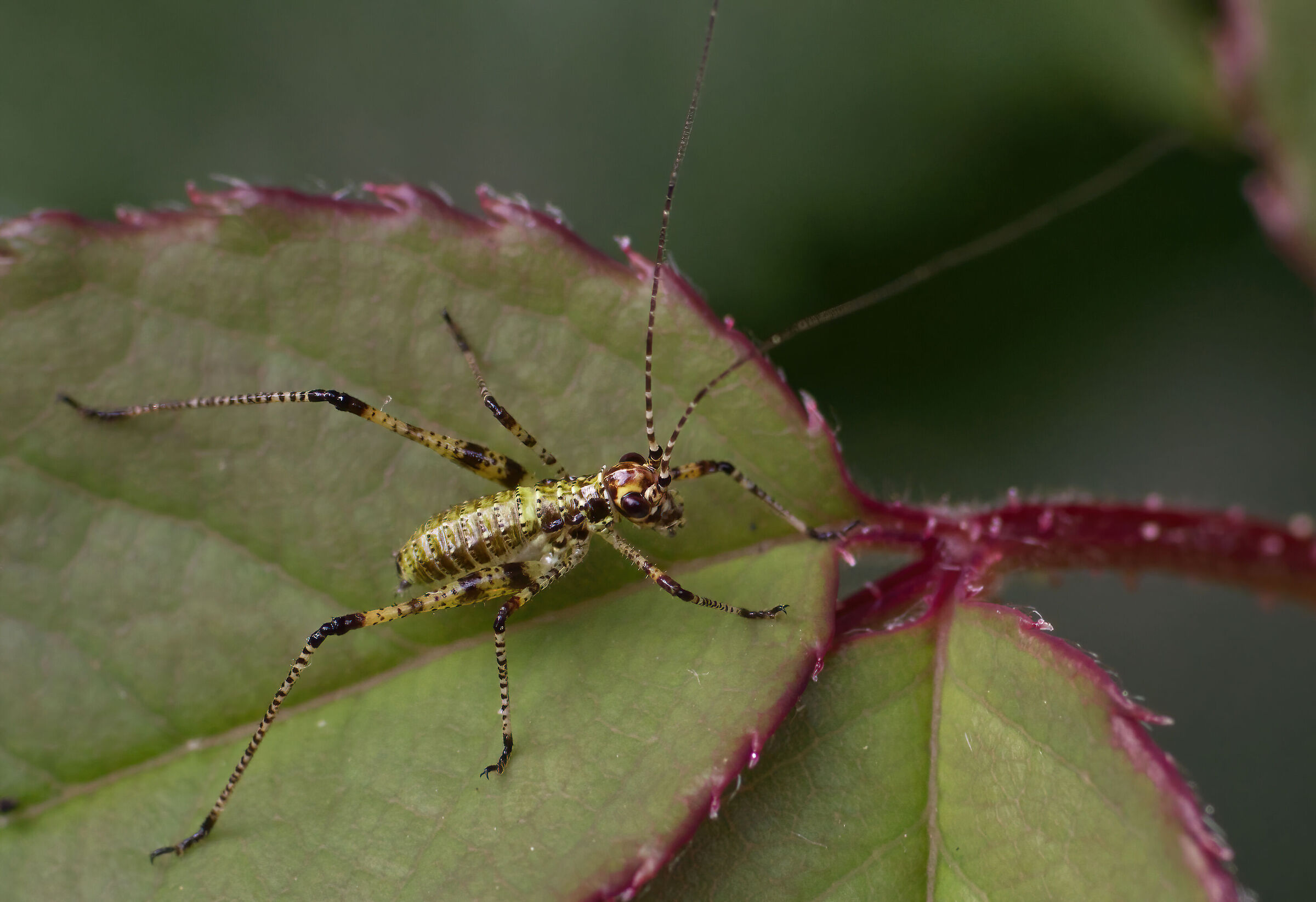 Neanide of Phaneroptera sp.
