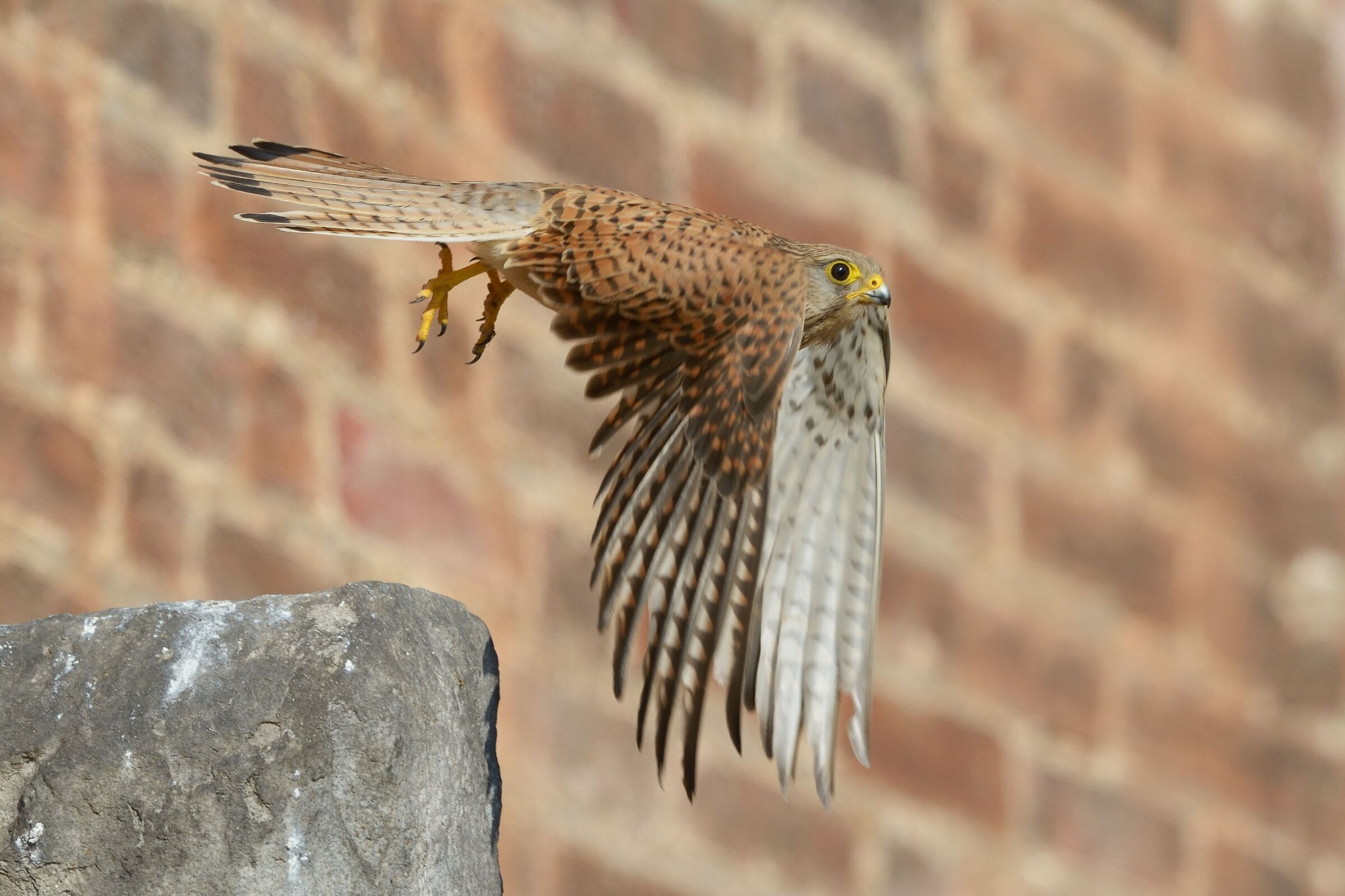 Giovane Gheppio(Falco tinnunculus) e antichi mattoni