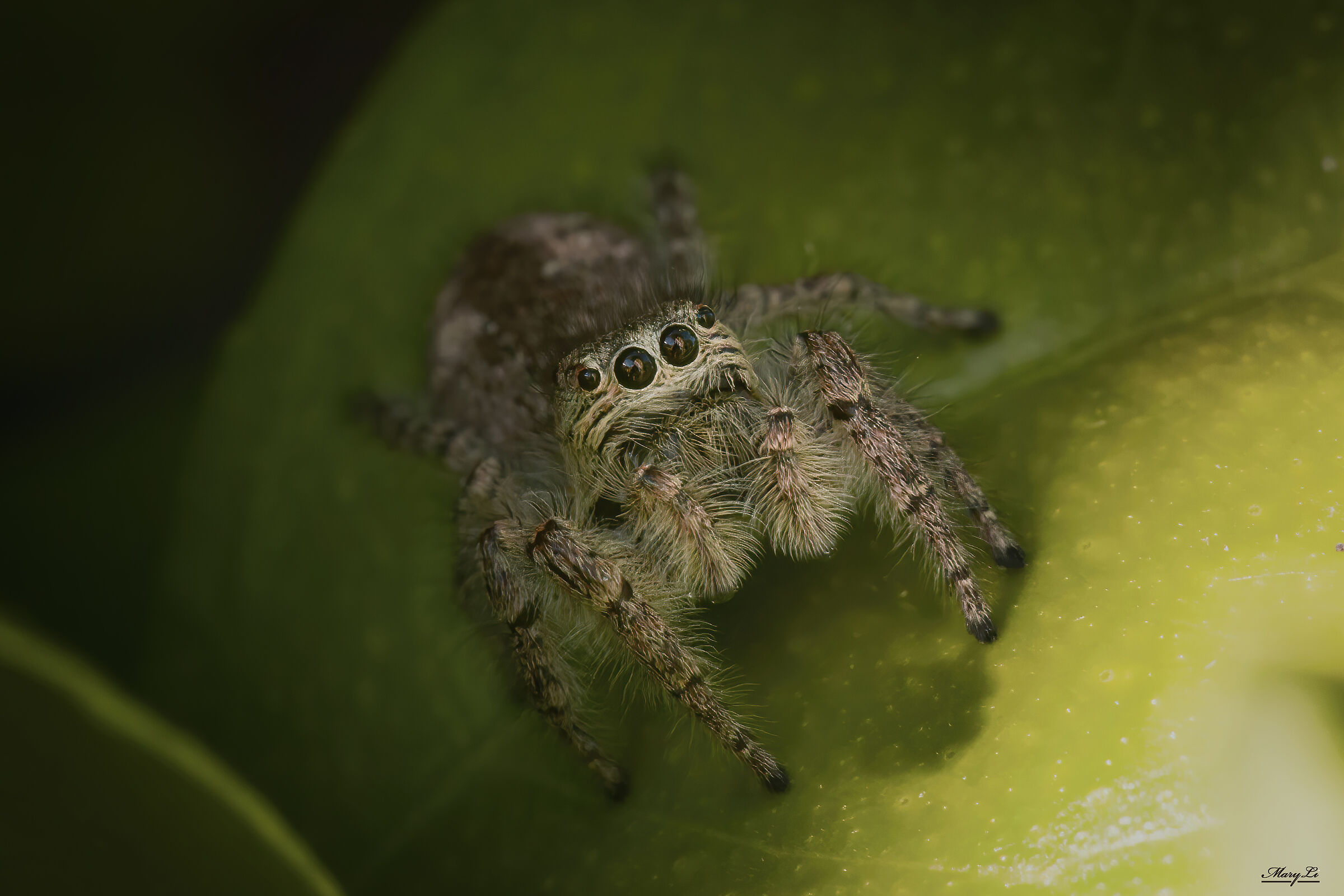 Spider in the garden