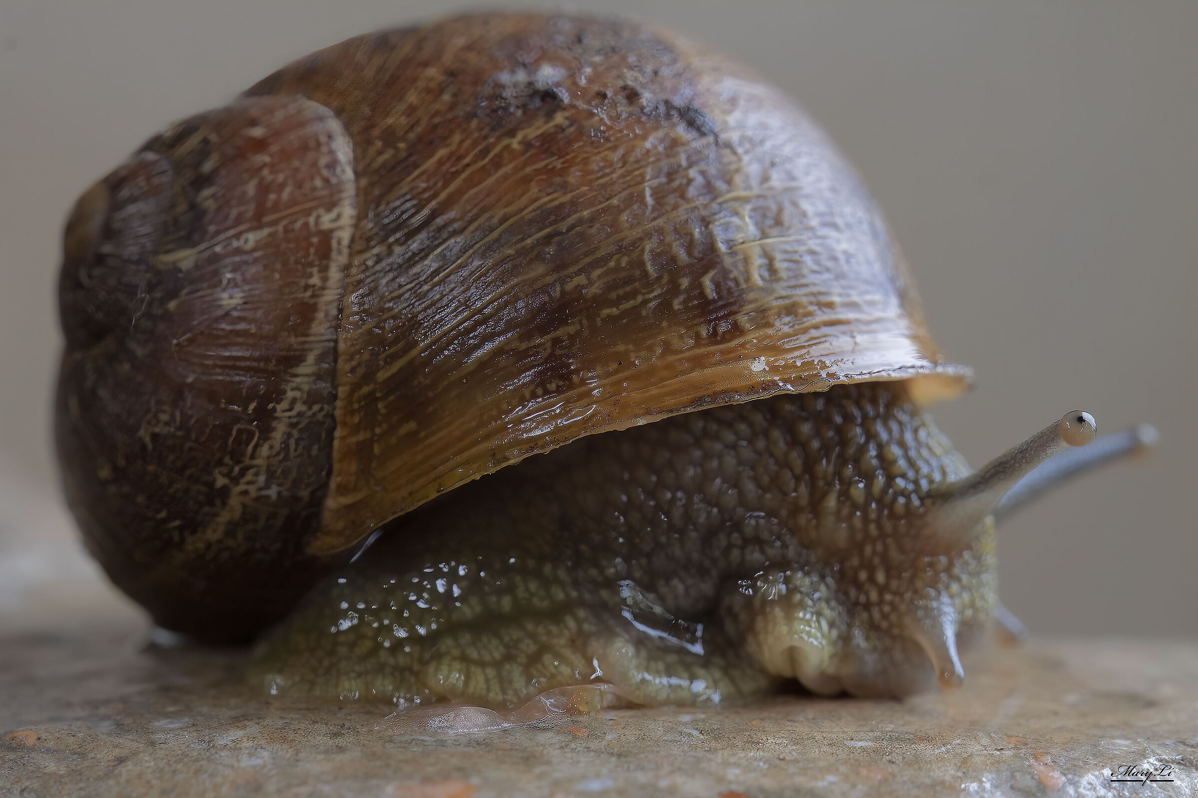 Happy Snail