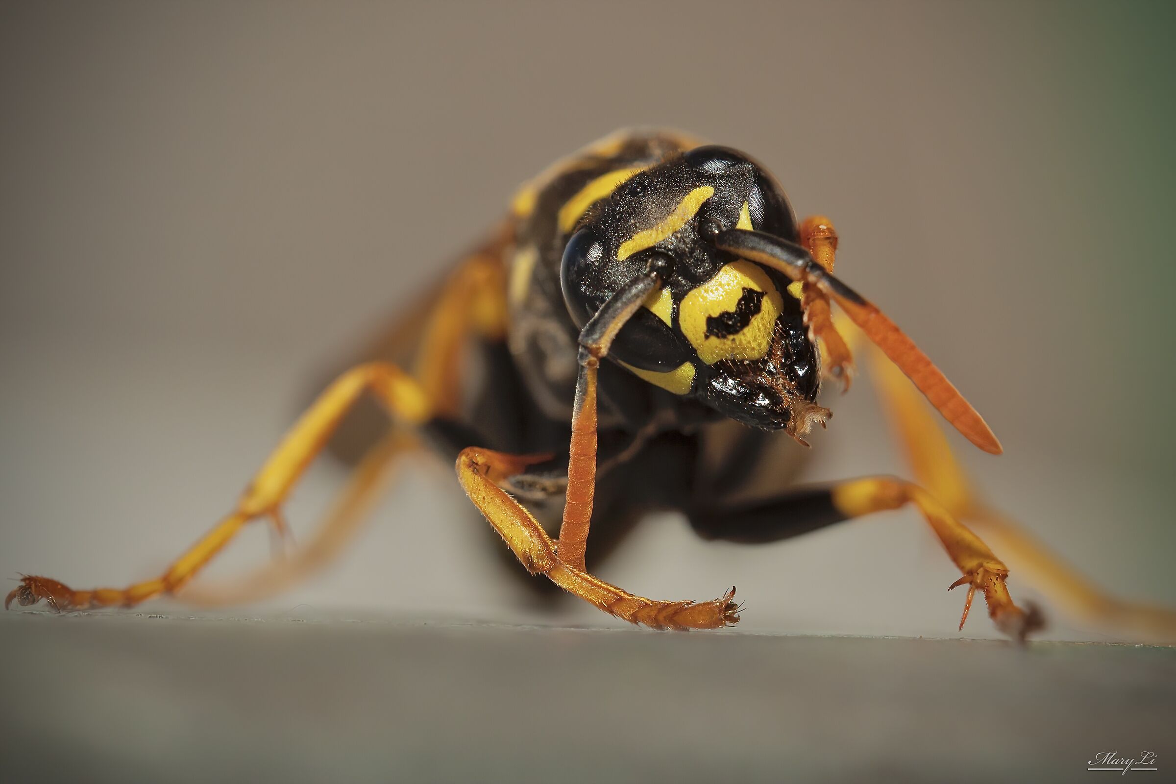 Wasp