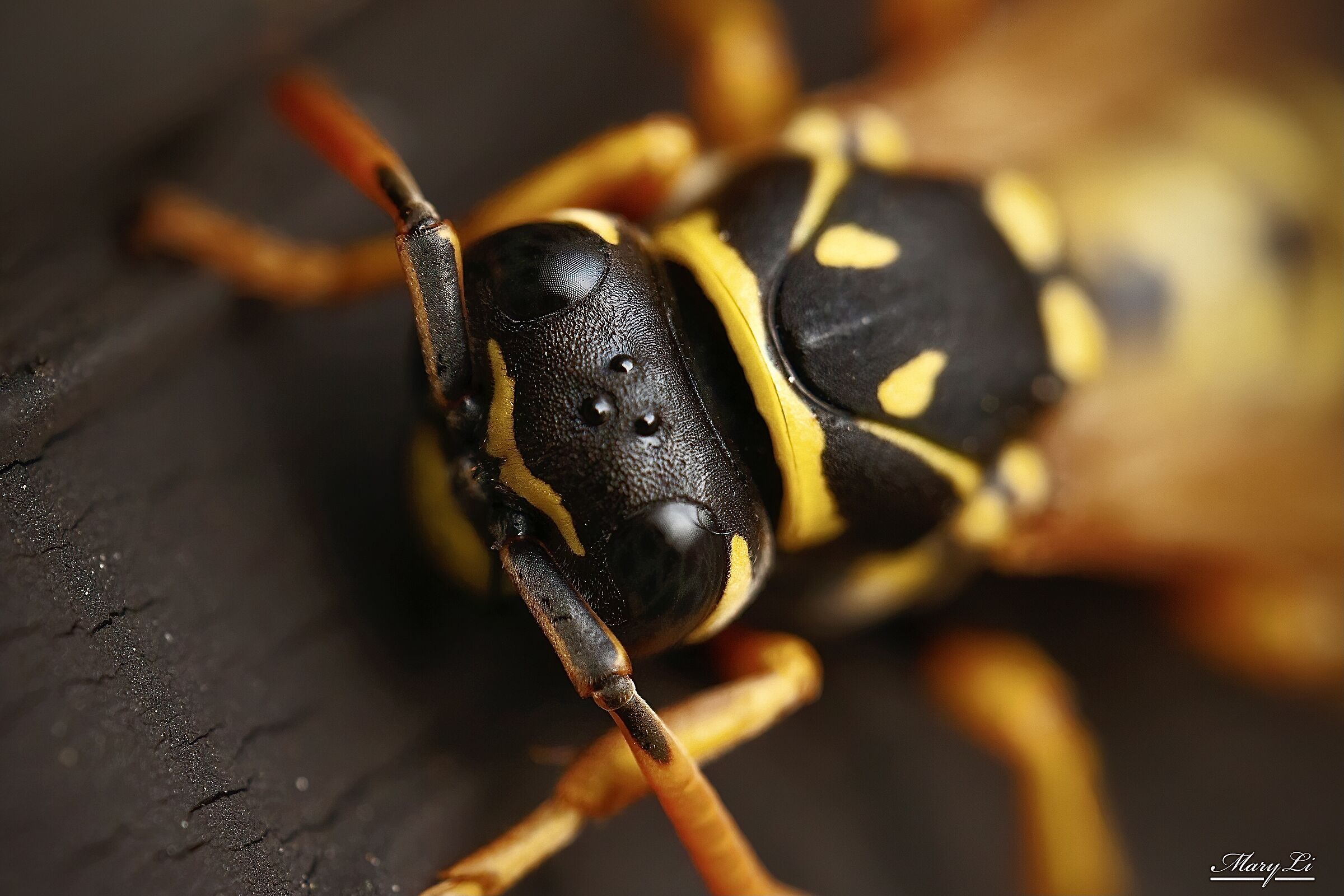 Wasp