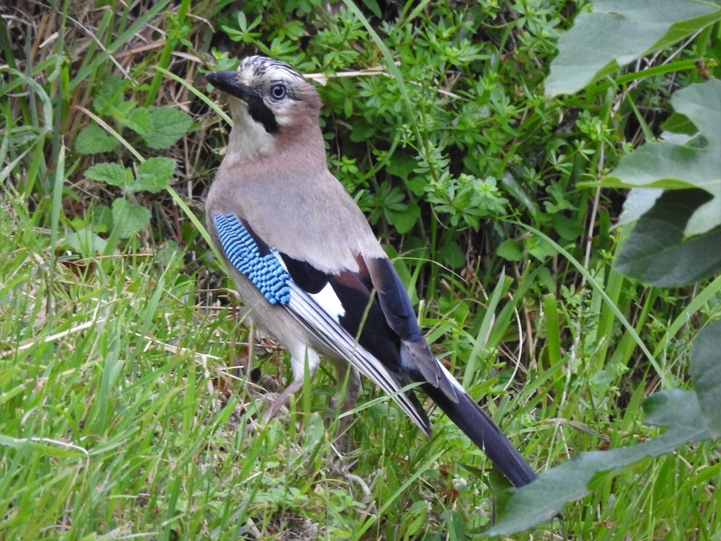 ghiandaia in giardino