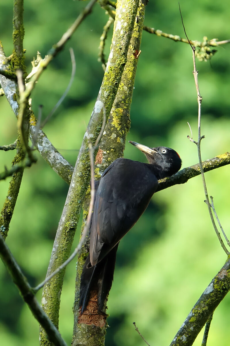 black woodpecker