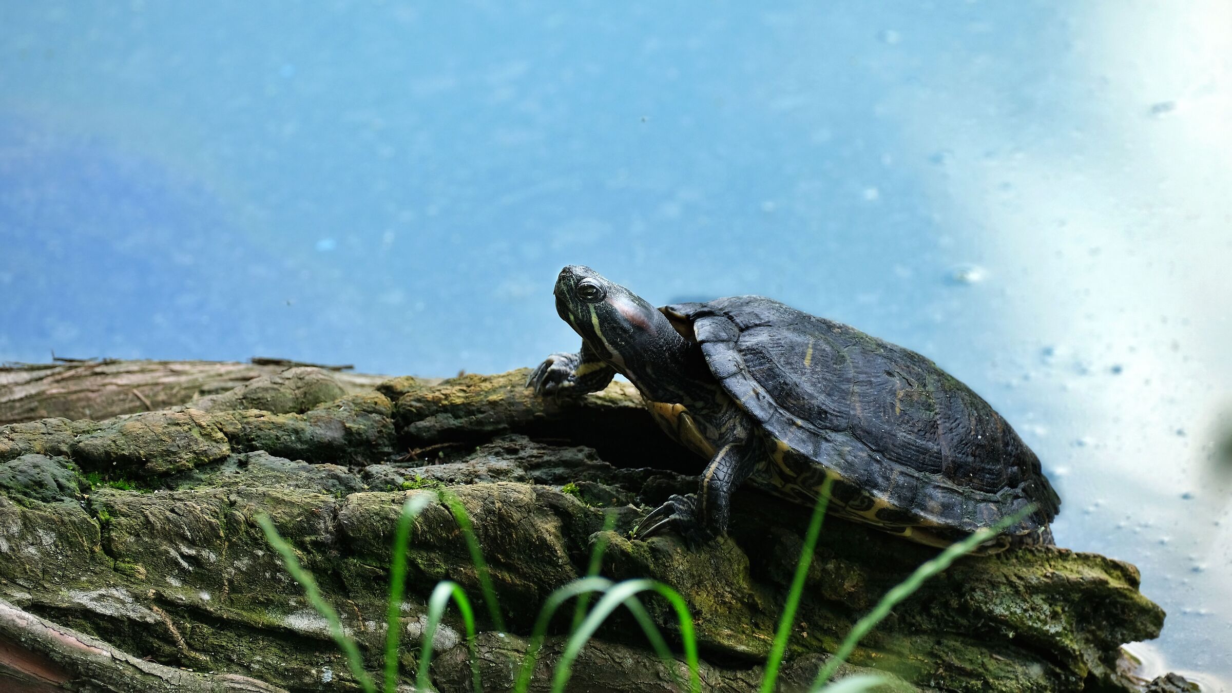 Trachemys scripta elegans