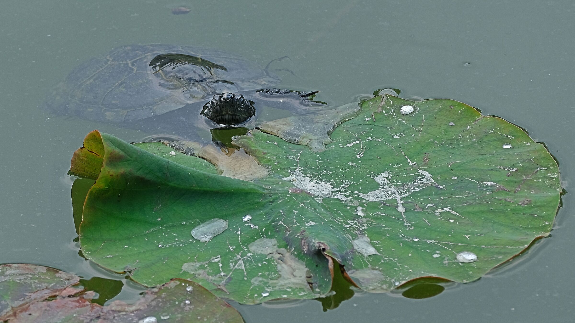 Trachemys scripta elegans