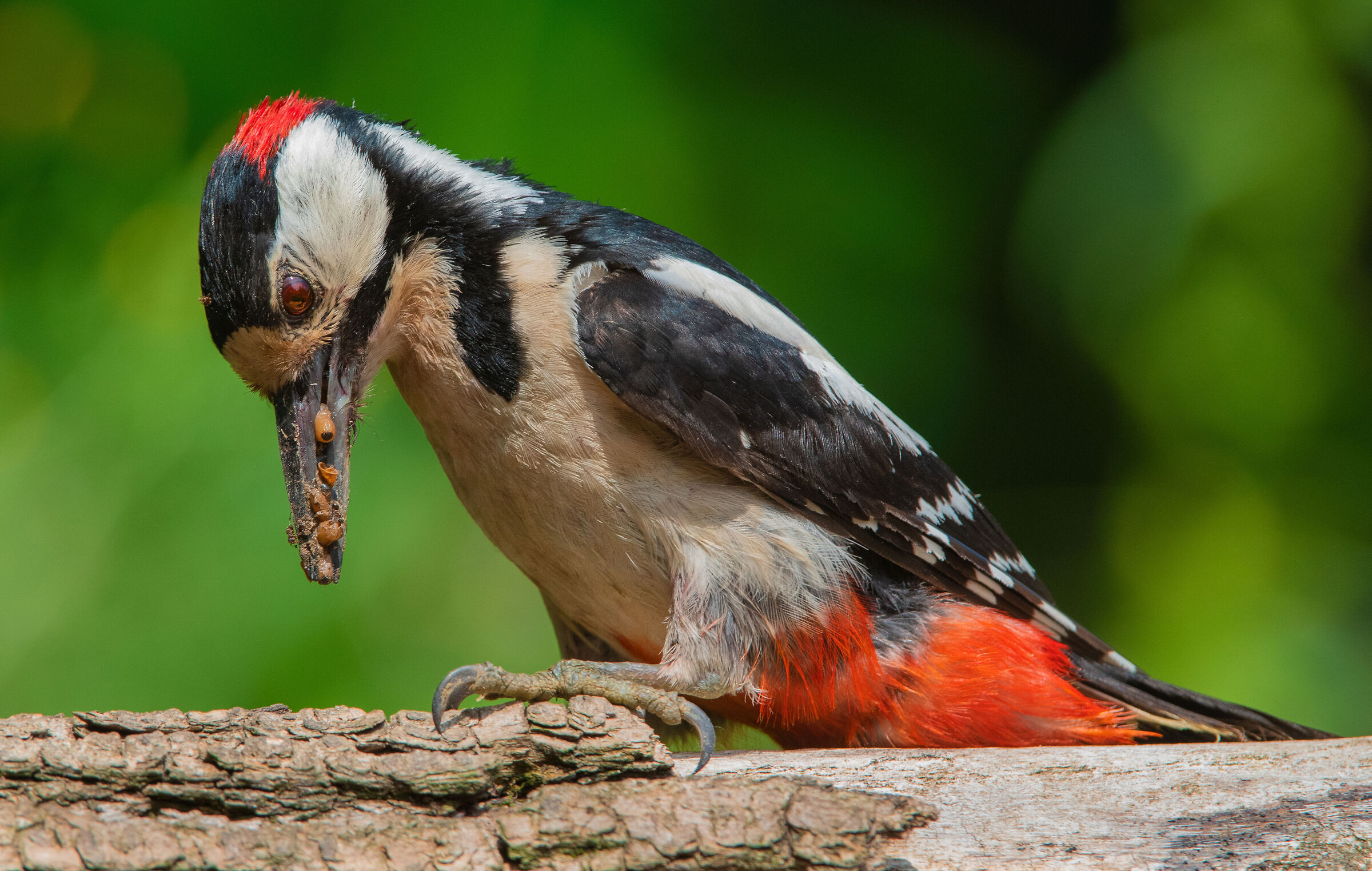 E' tornato ancora il Picchio rosso