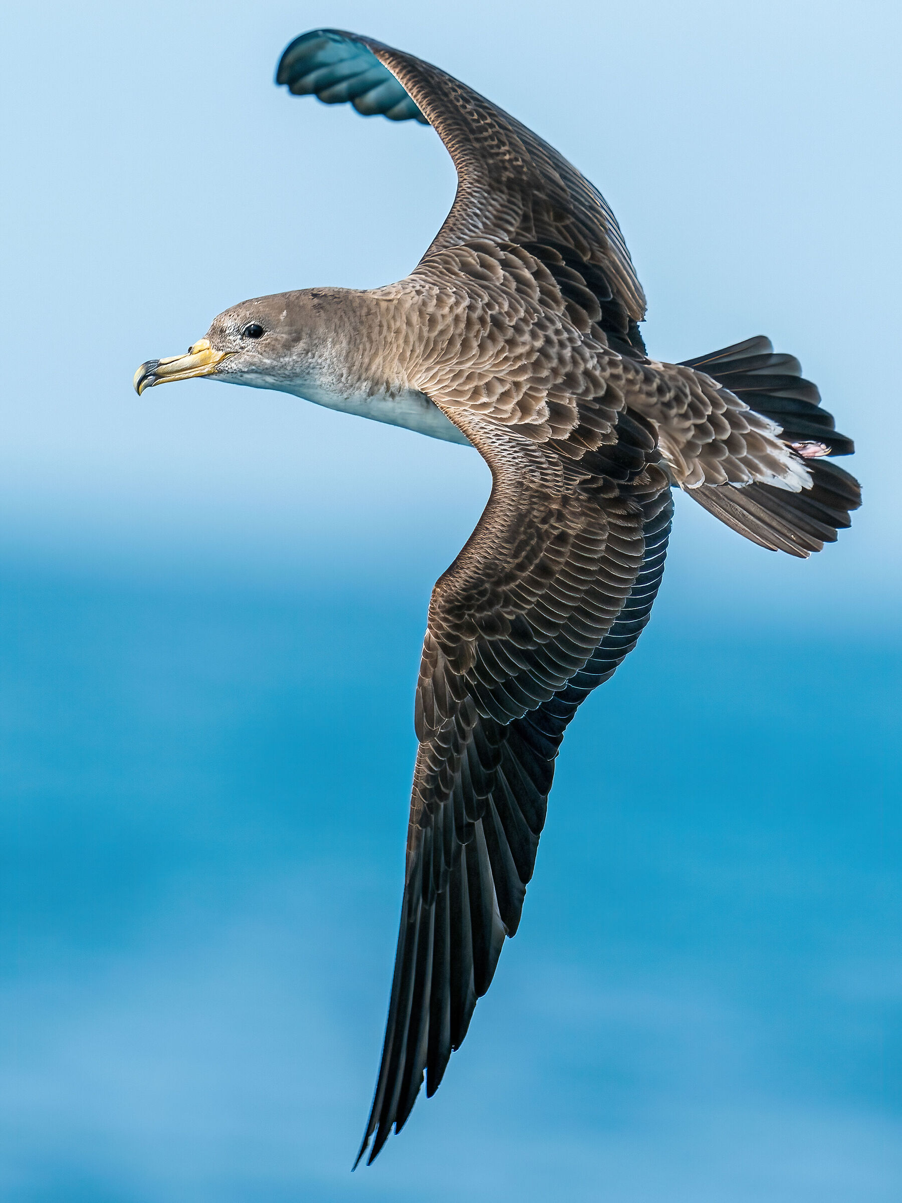 Berta Maggiore (Calonectris diomedea) Viareggio
