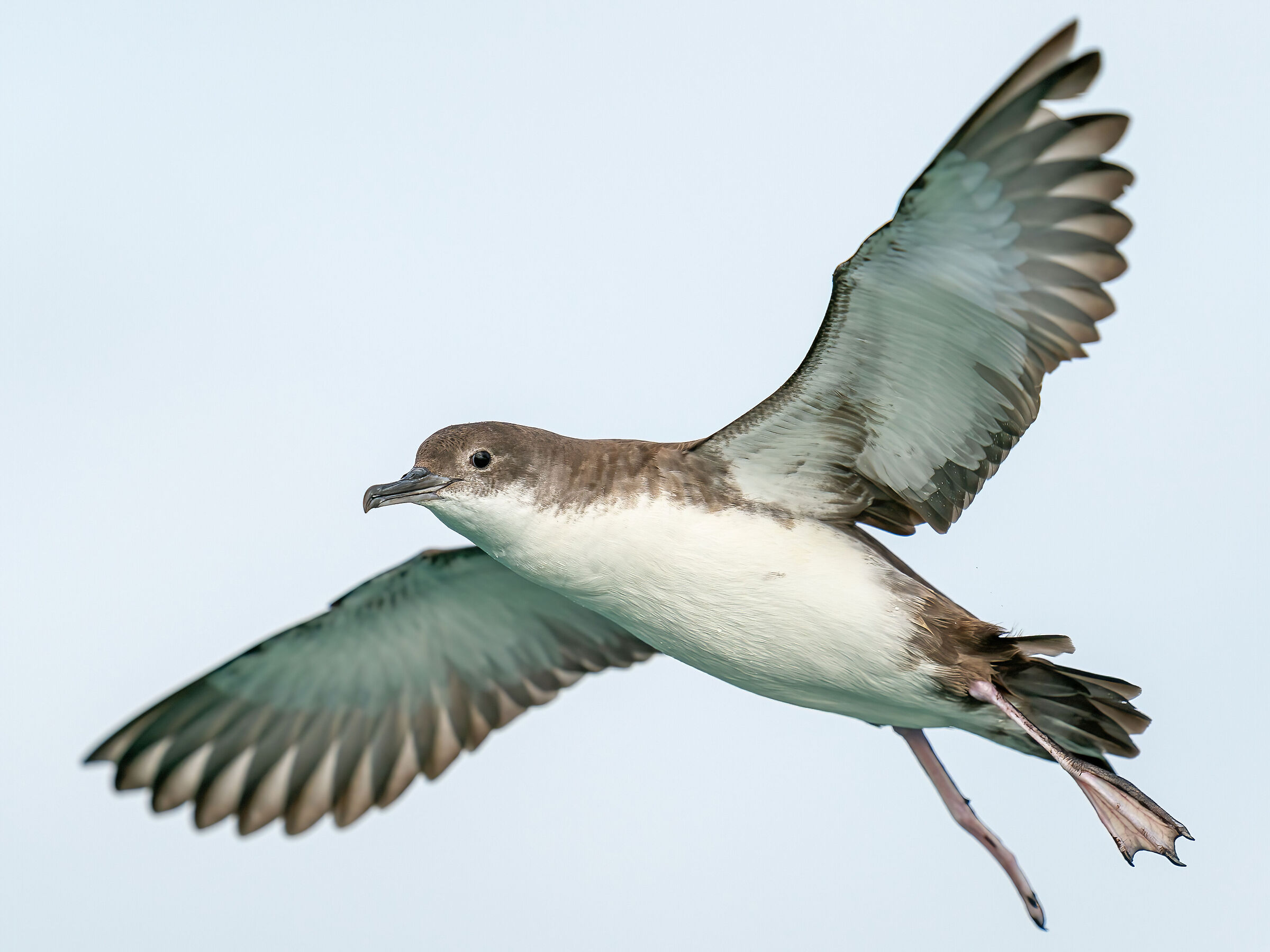 Lesser Shearwater (Puffinus yelkouan) Viareggio