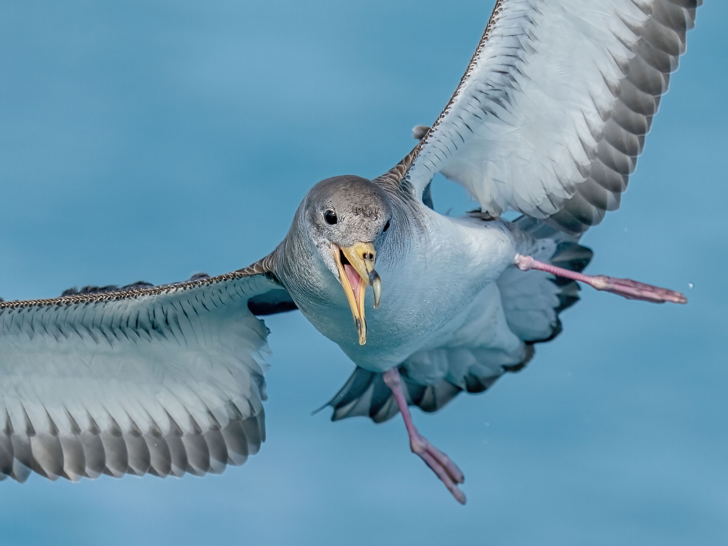 Berta Maggiore (Calonectris diomedea) Viareggio