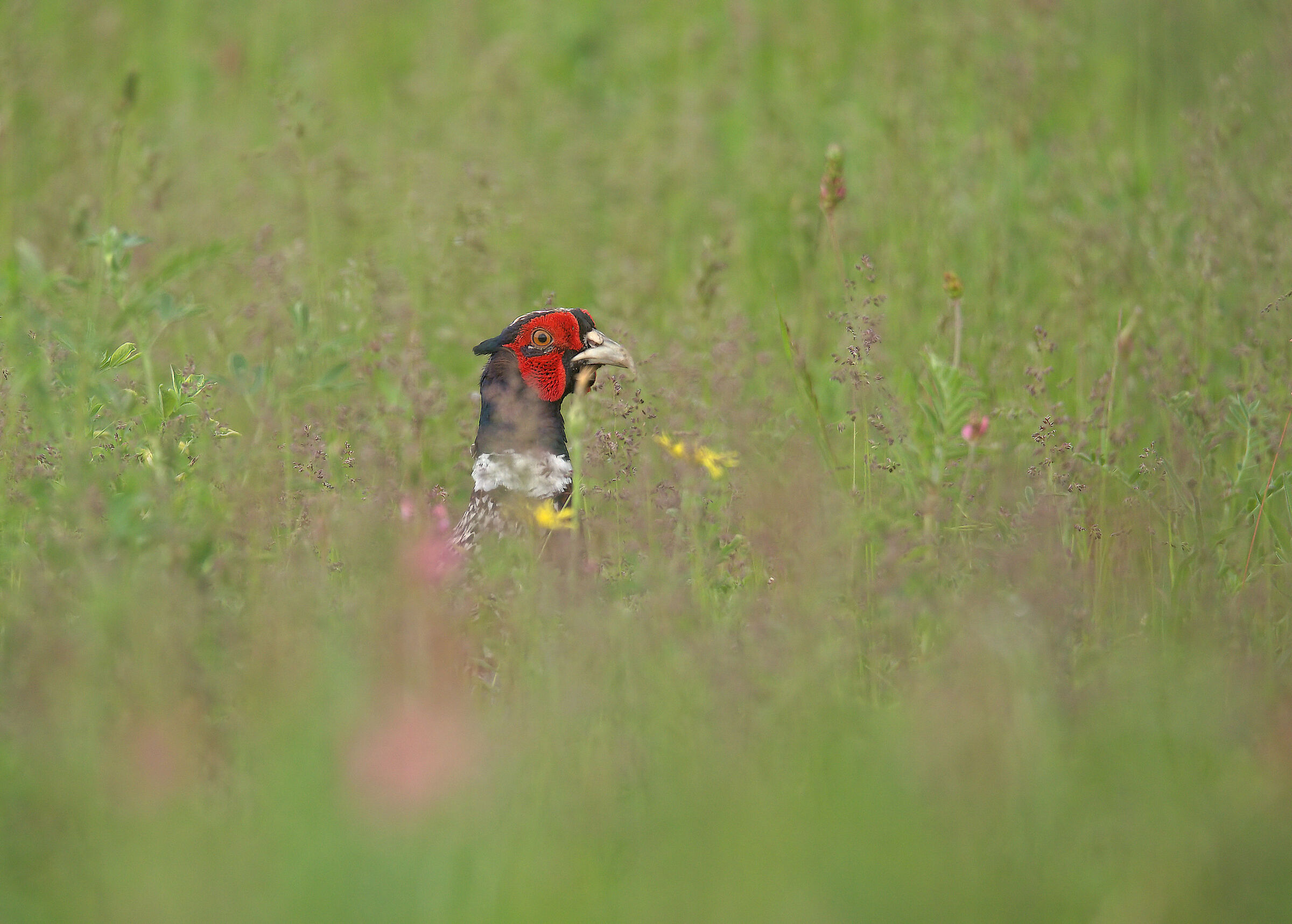 Male Pheasant