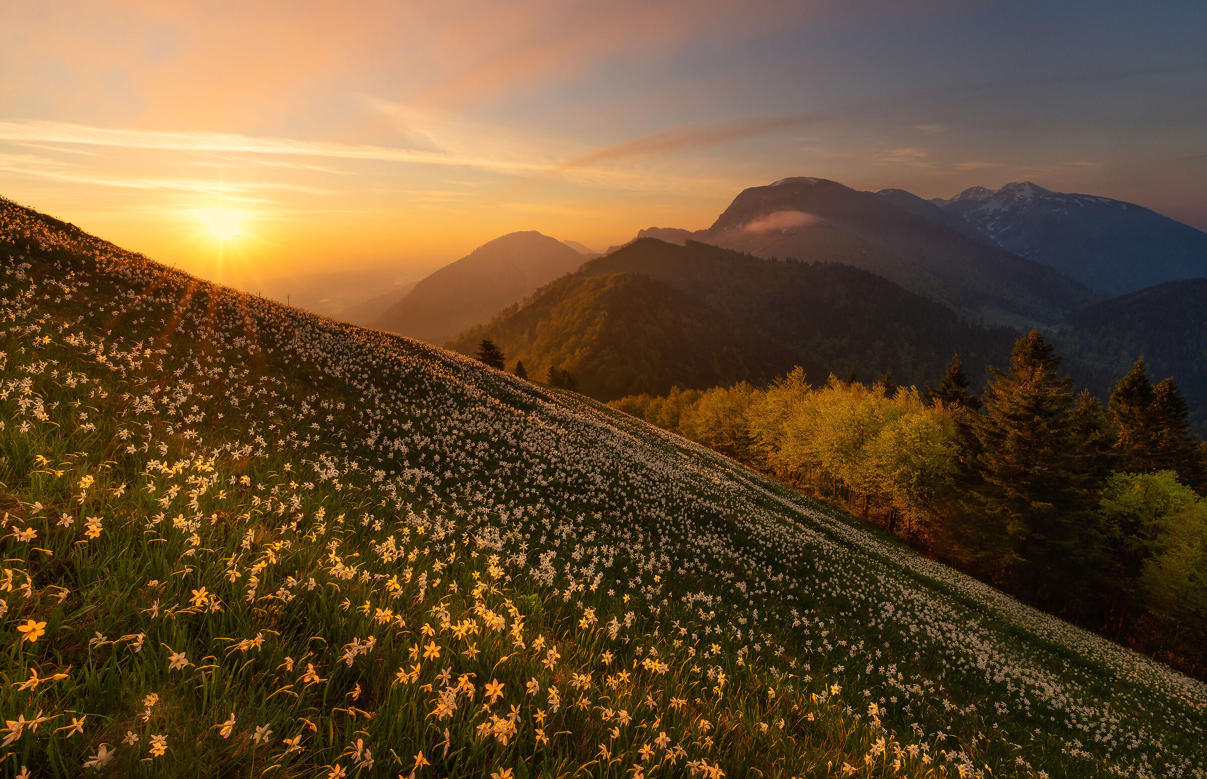 Daffodils at Mt. Golica