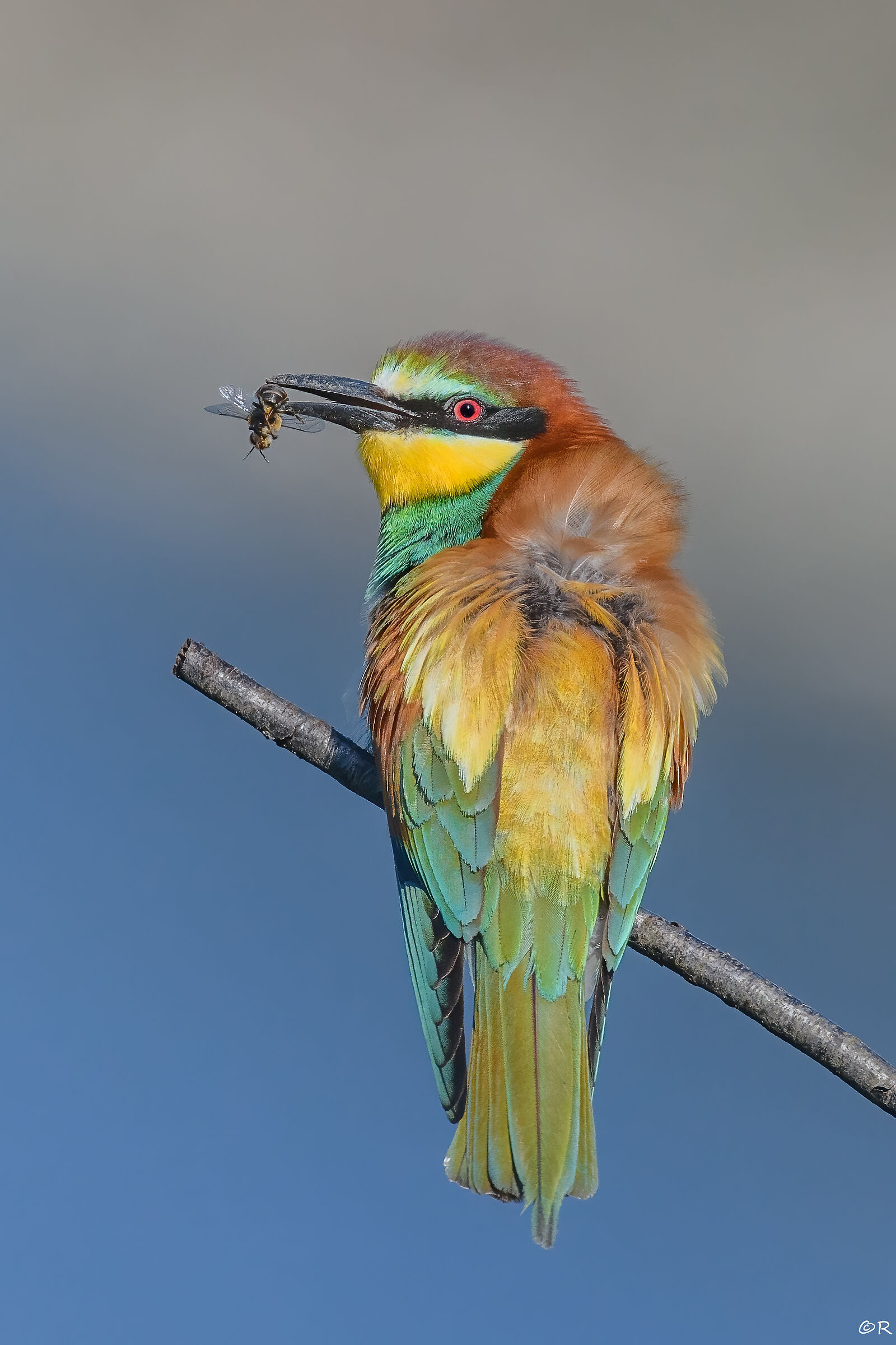 bee eater