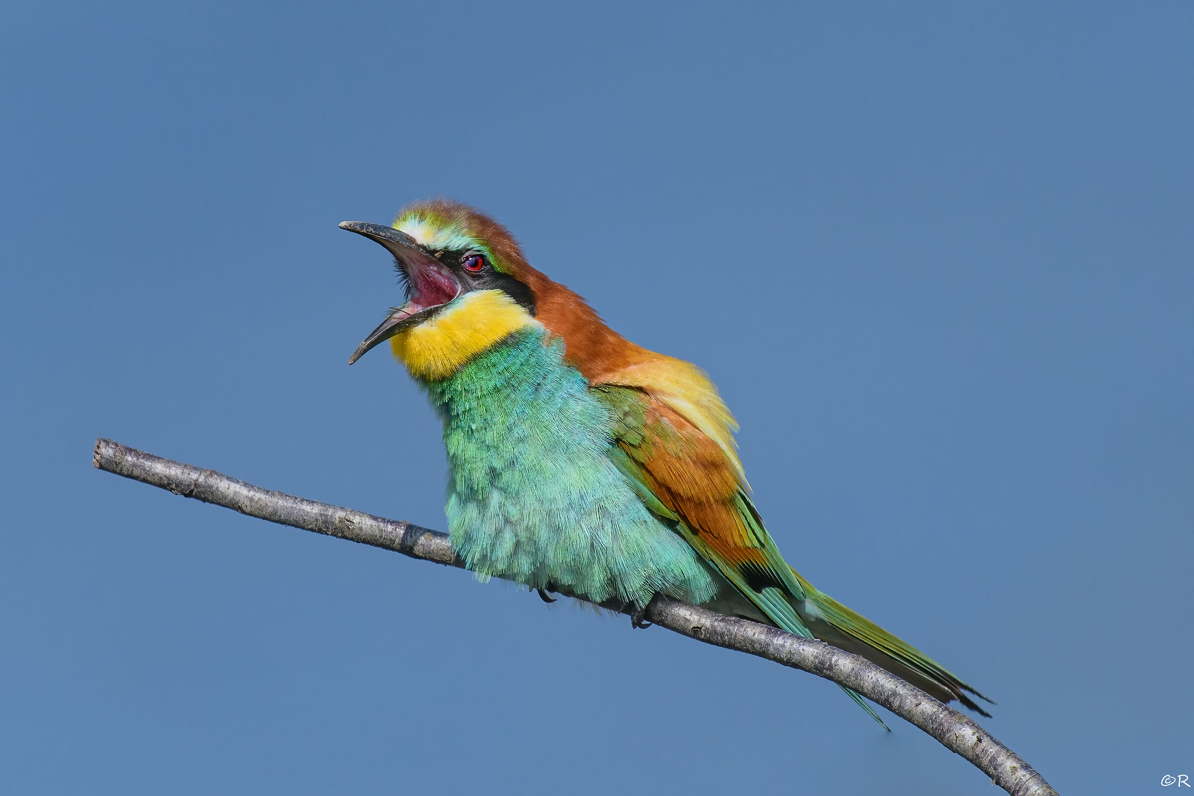 yawning