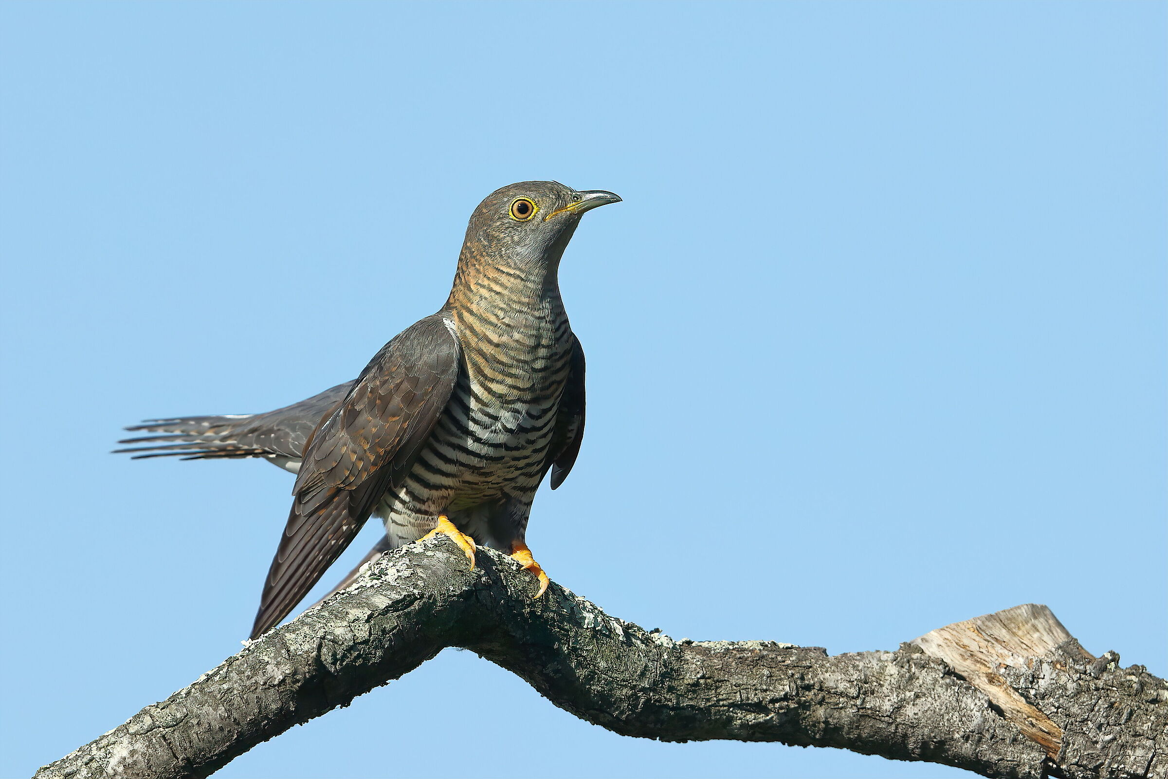 Cuckoo f.