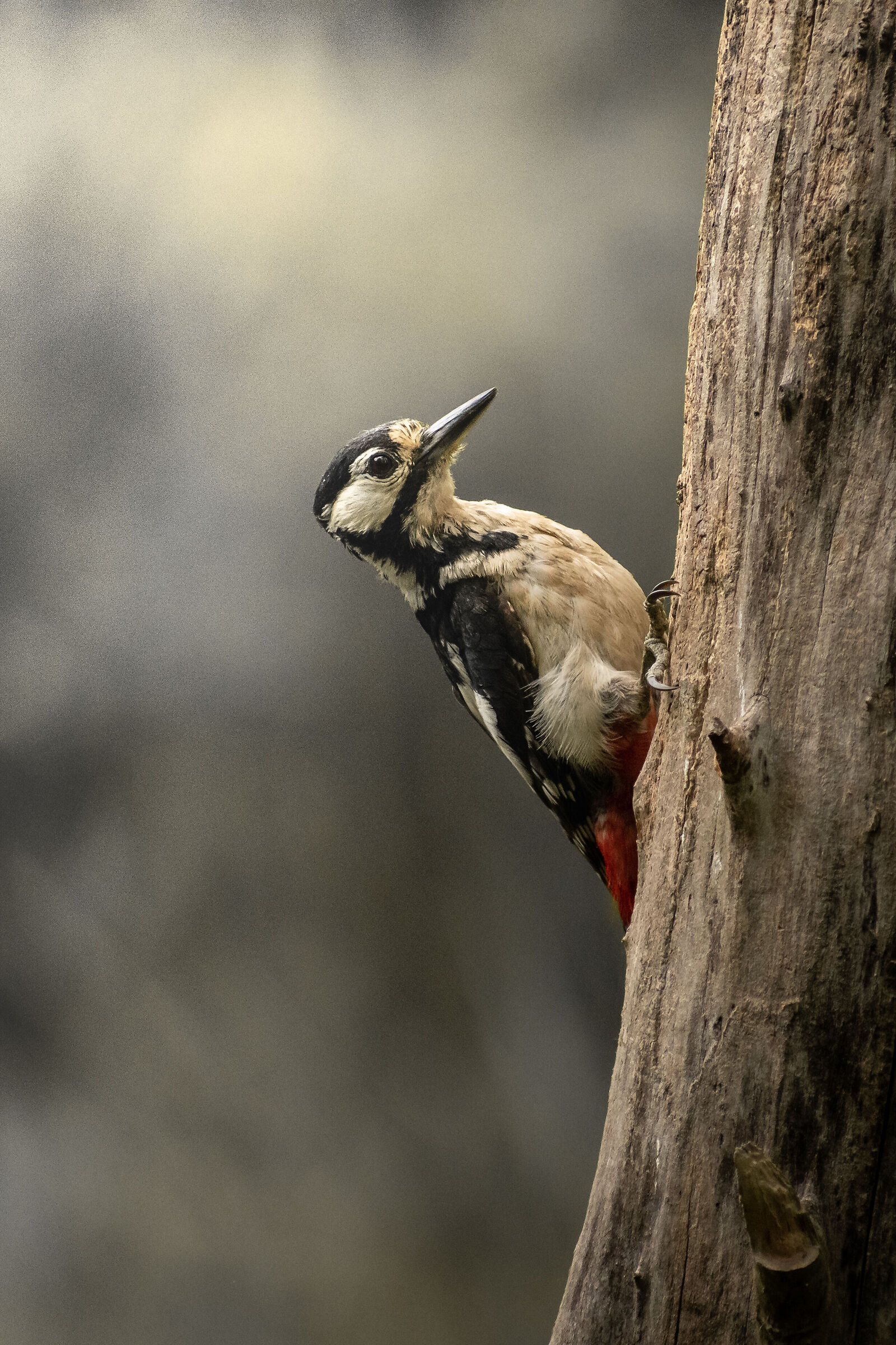 Picchio Picchiarello