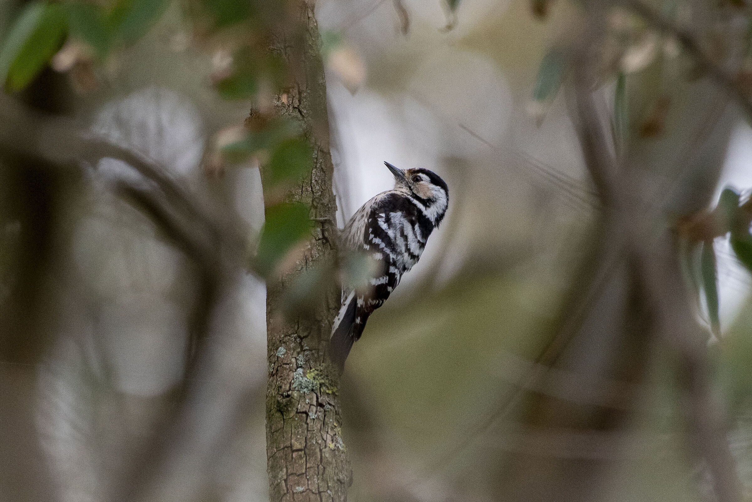 Femmina di Picchio Rosso Minore