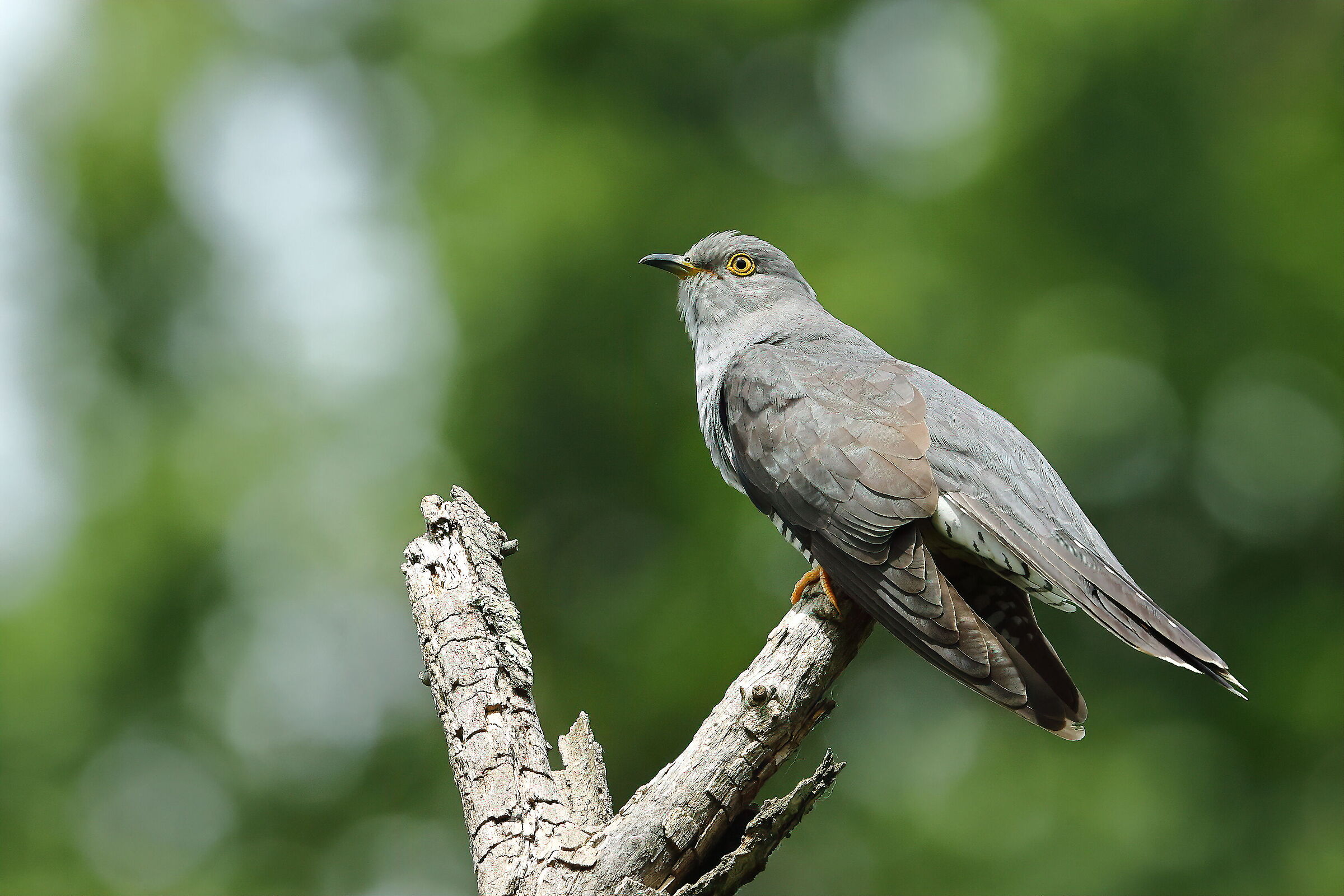 Cuckoo m.