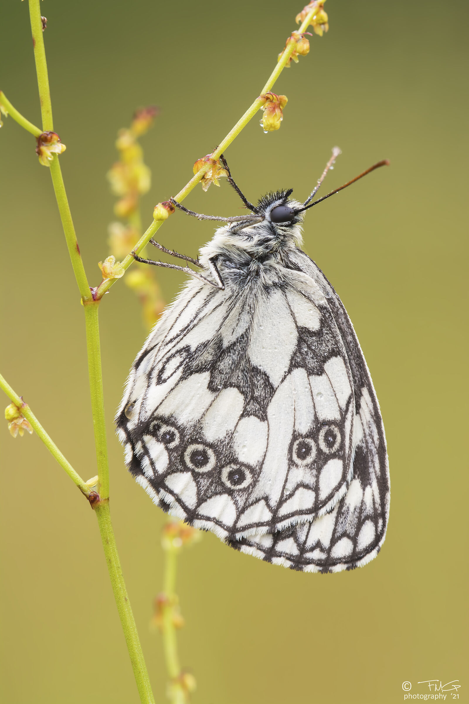 Melanargia galathea