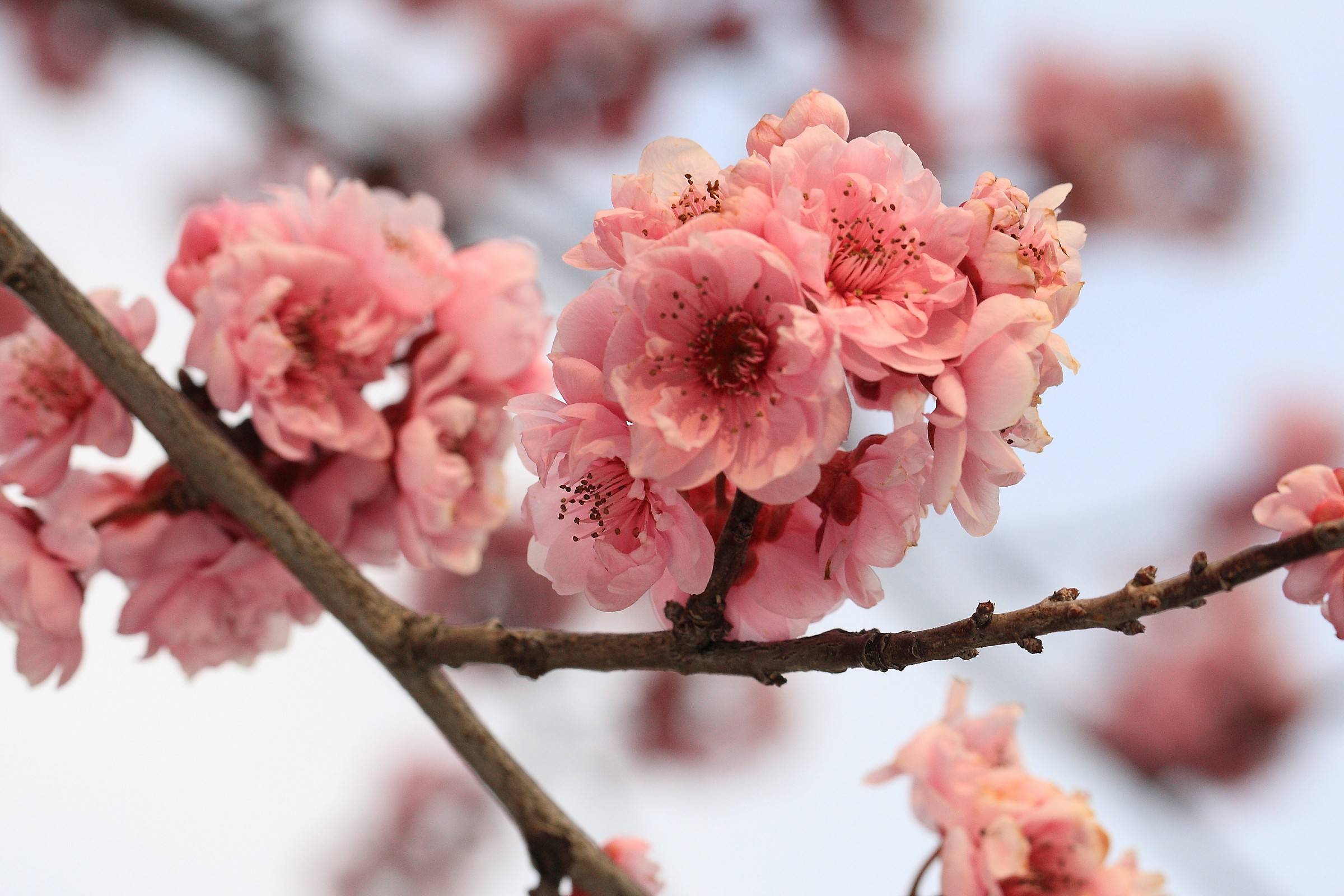 Peach blossoms