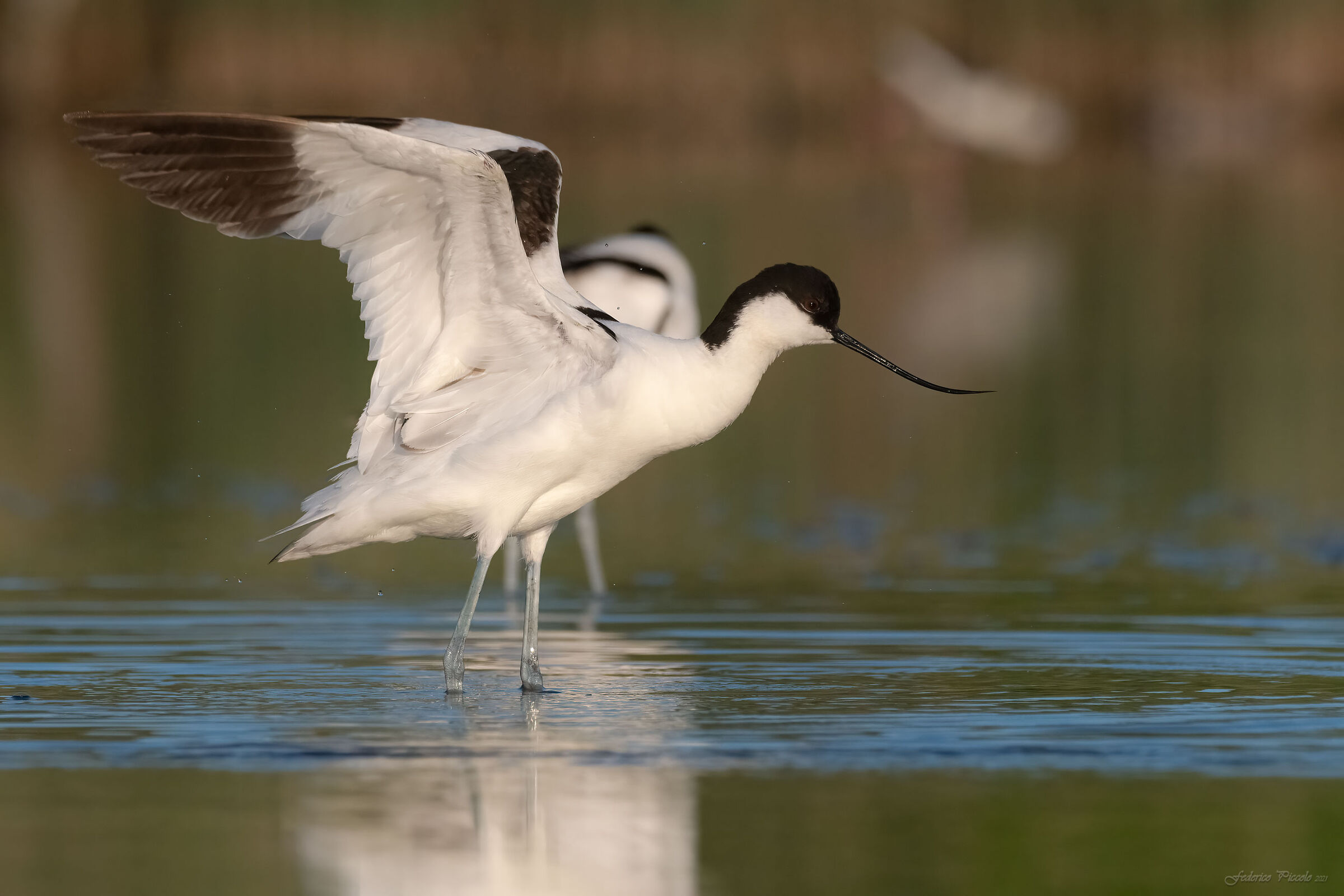 avocet