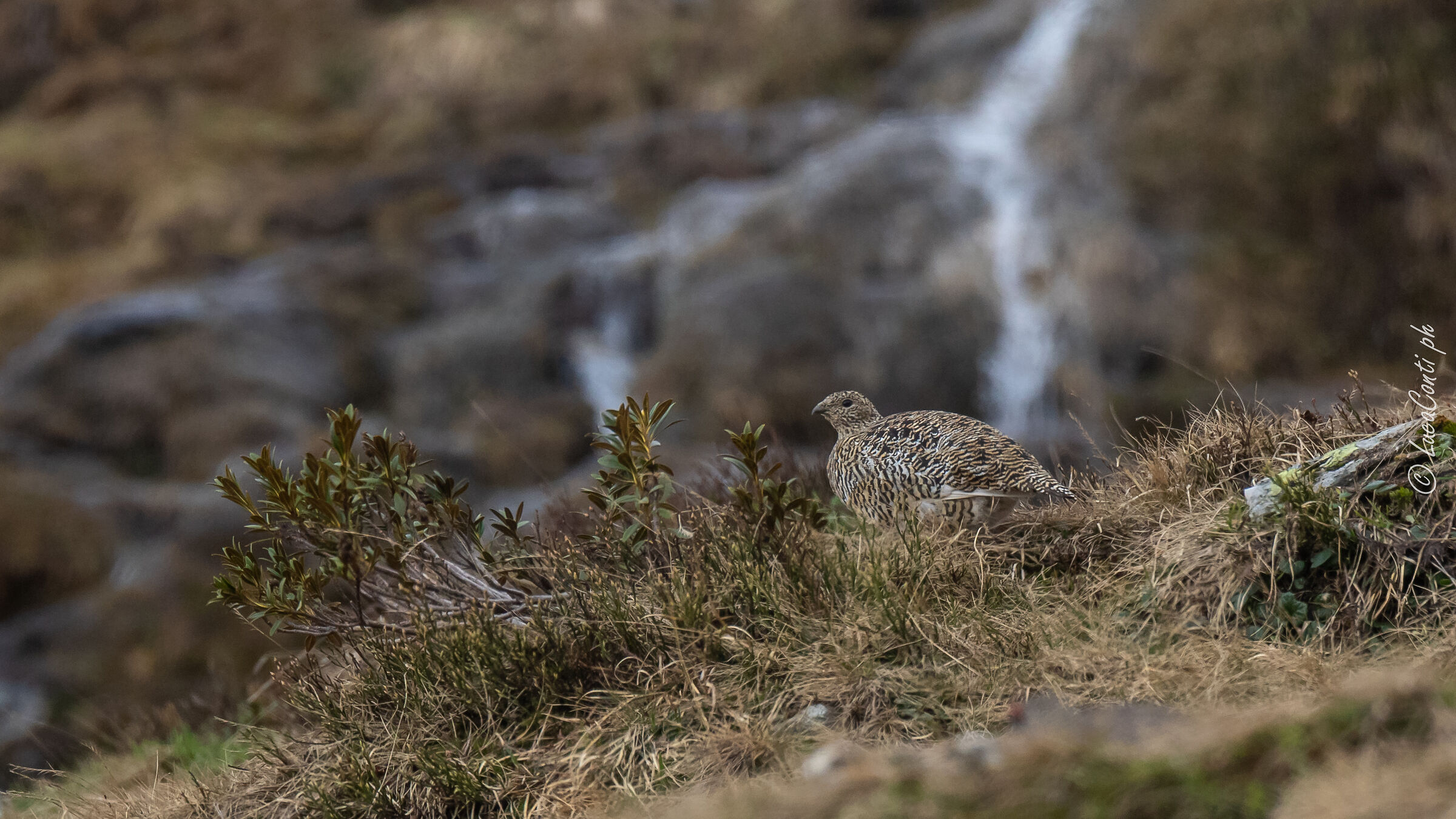 Pernice Bianca , Alpi Svizzere
