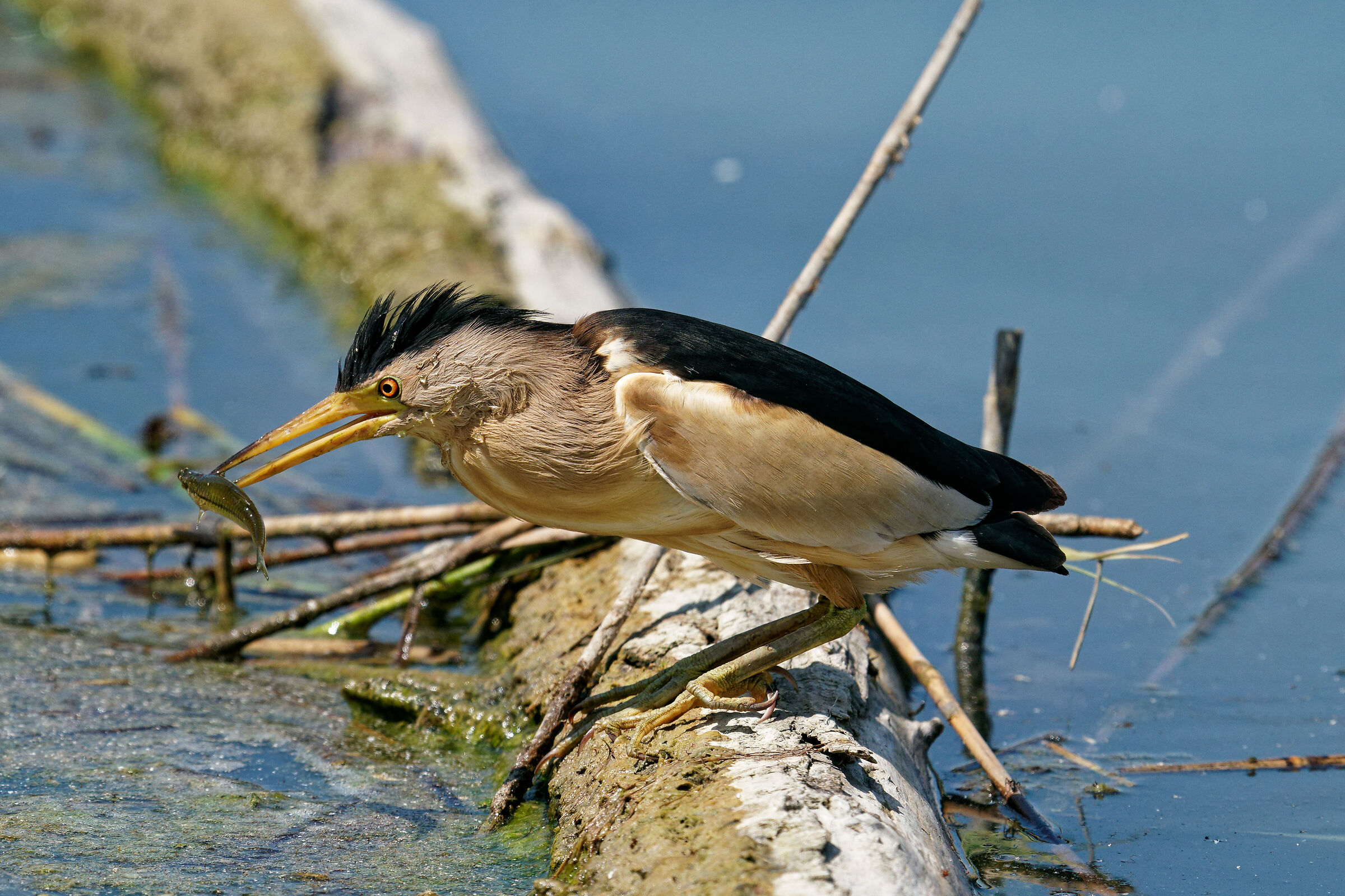 Tarabusino with prey
