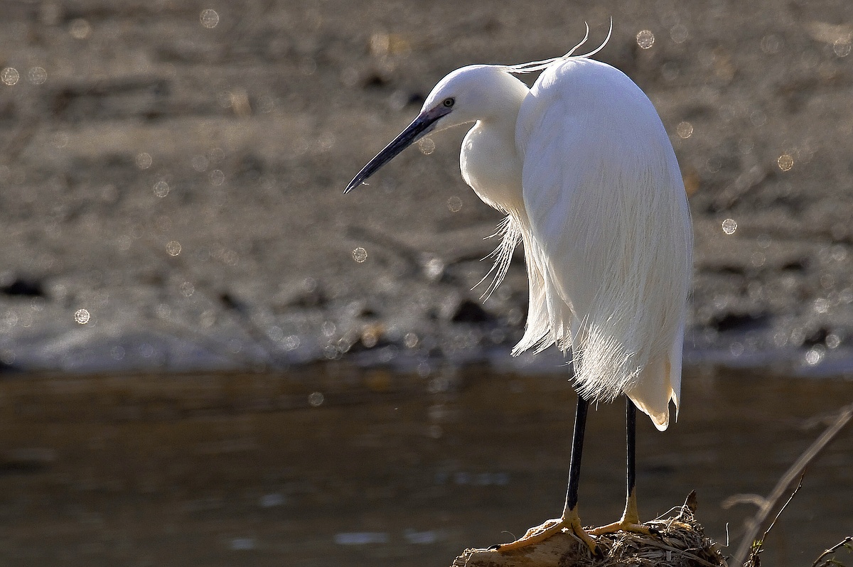Egret in dress nuziate