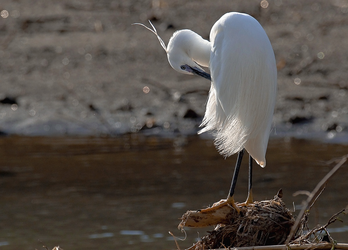 Egret at sunset