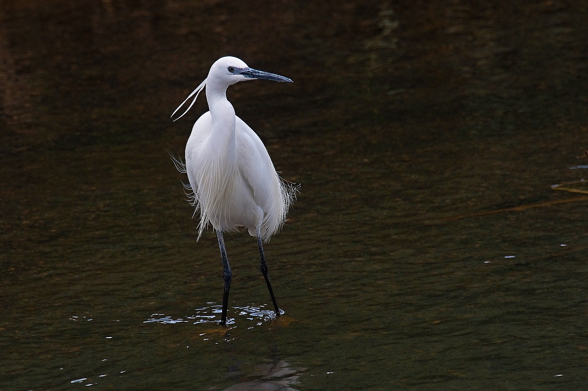 Egret at sunset
