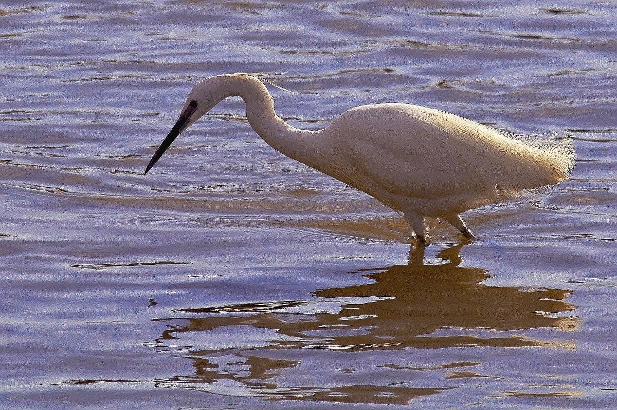 Egret at sunset