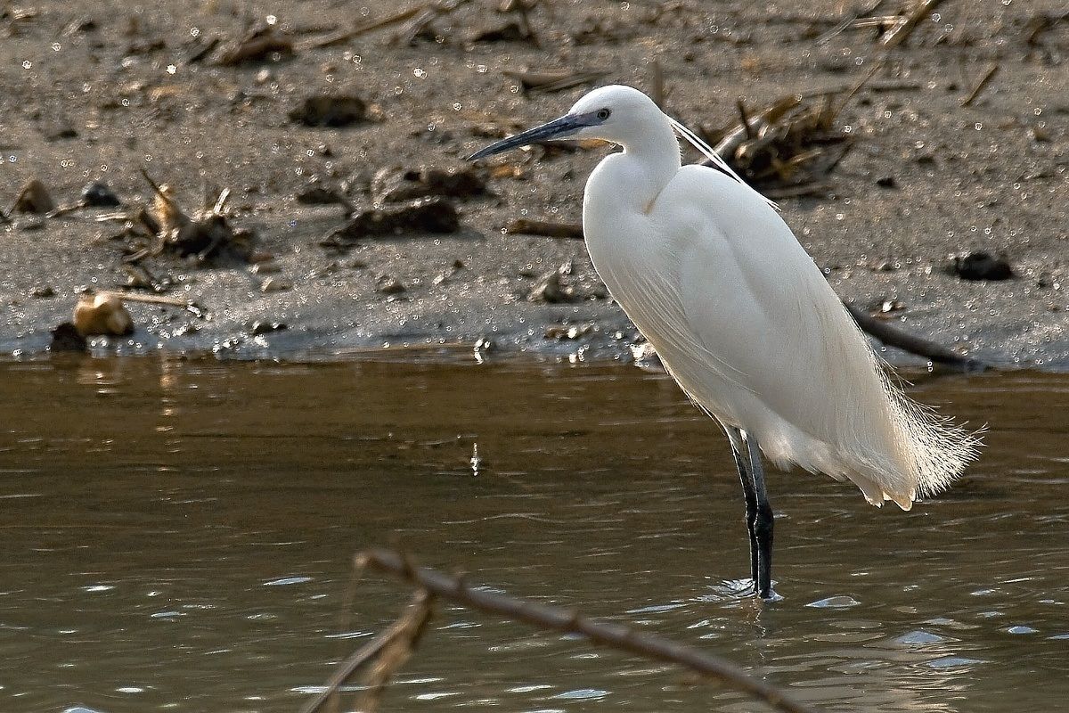 Egret
