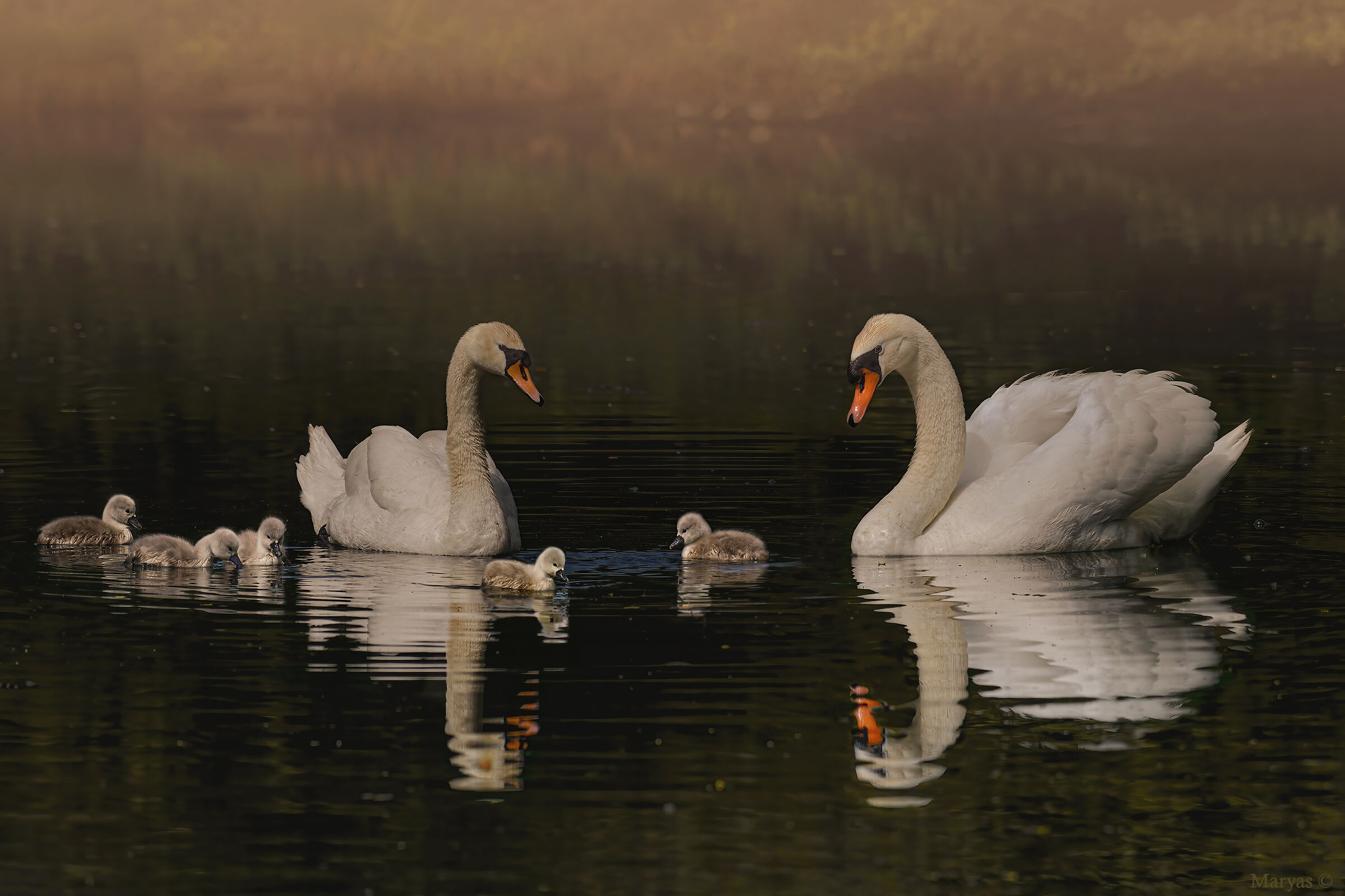 Famigliola al primo bagnetto