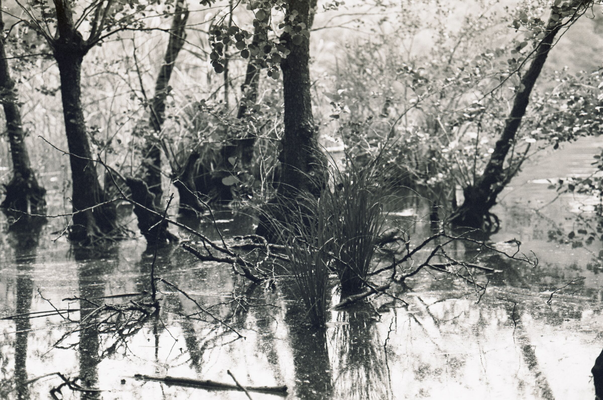 Water reflections stagnated in the reed