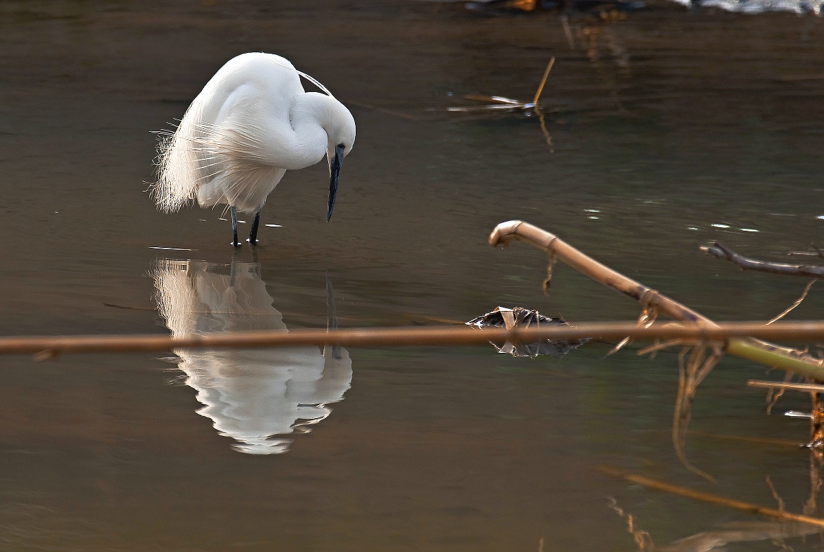 Egret