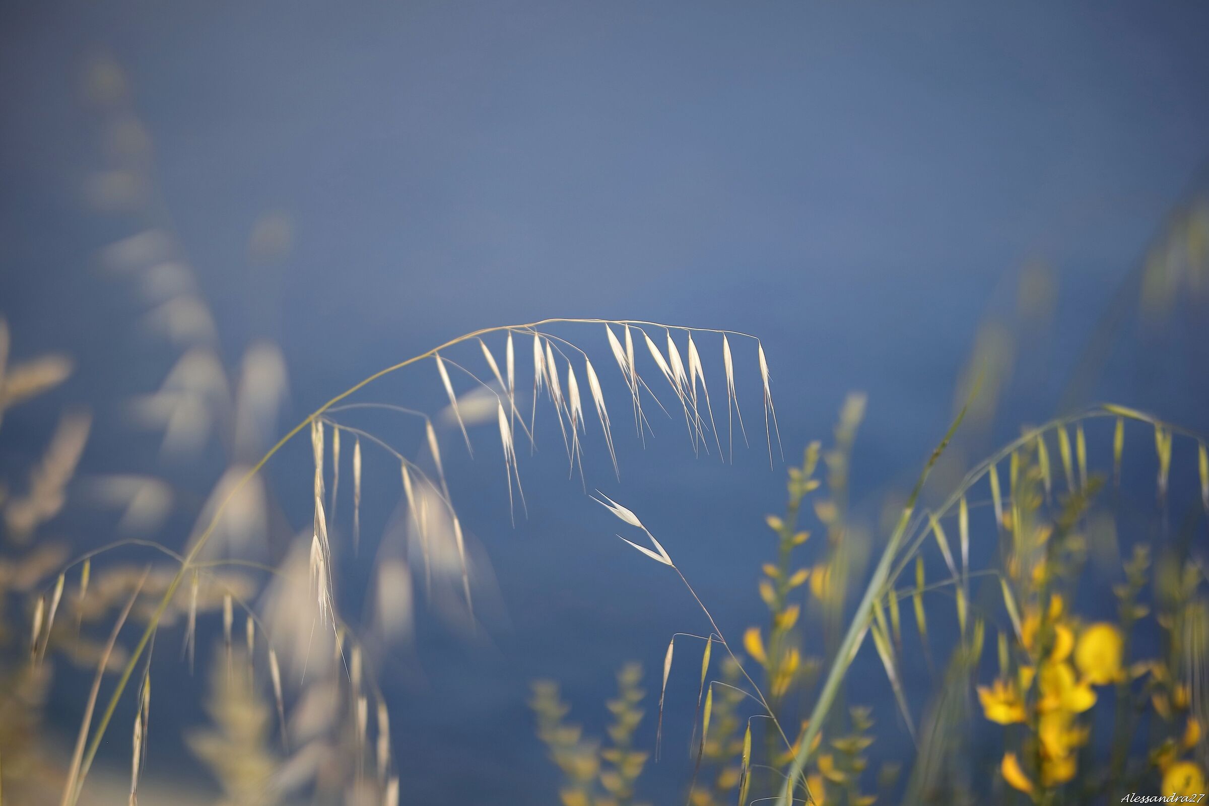 ... sogni riposti ...