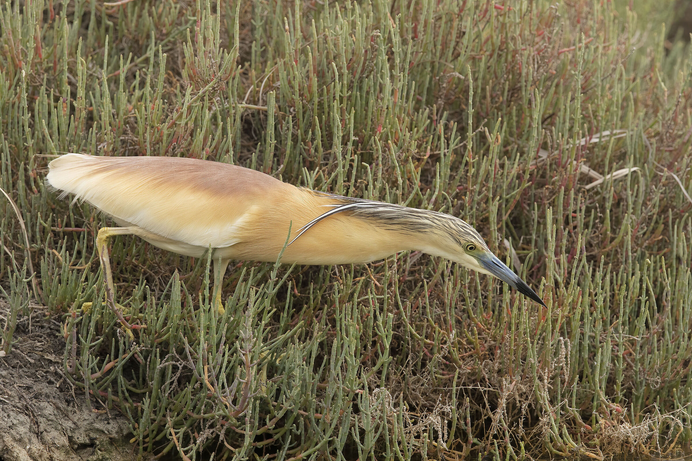 sgarza in agguato....ma Sergio era lontano