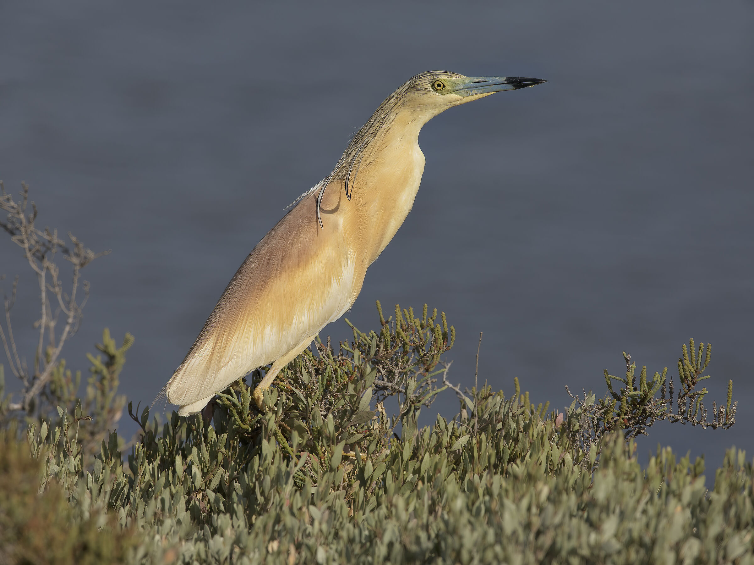 sgarza ciuffetto (ardeola ralloides)