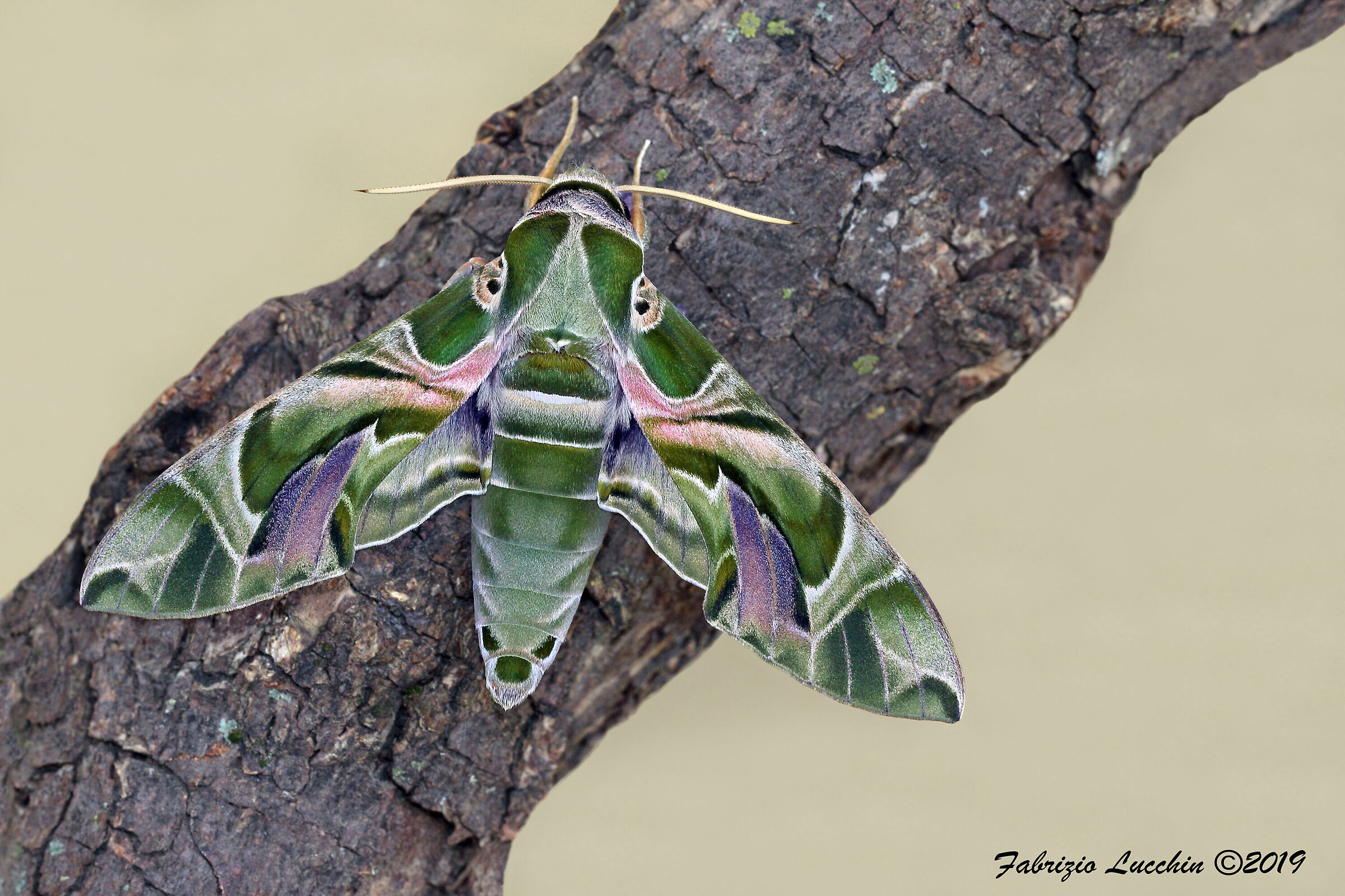 Sfinge dell'oleandro - Daphnis nerii esemplare maschio